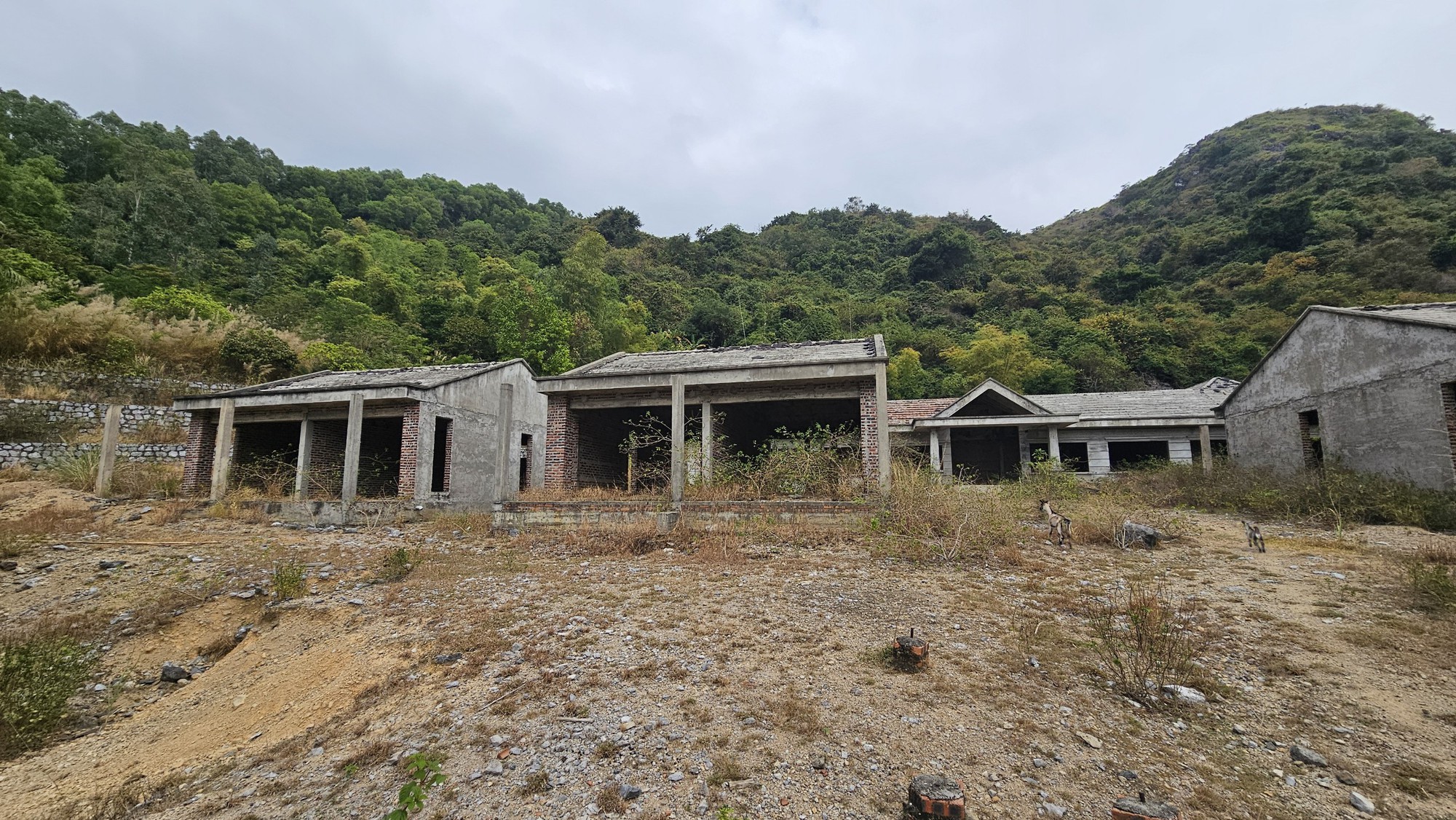 Hải Phòng: Lạ lùng loạt biệt thự ở khu du lịch thành nơi nuôi dê- Ảnh 4. Hải Phòng: Lạ lùng loạt biệt thự ở khu du lịch thành nơi nuôi dê- Ảnh 4.