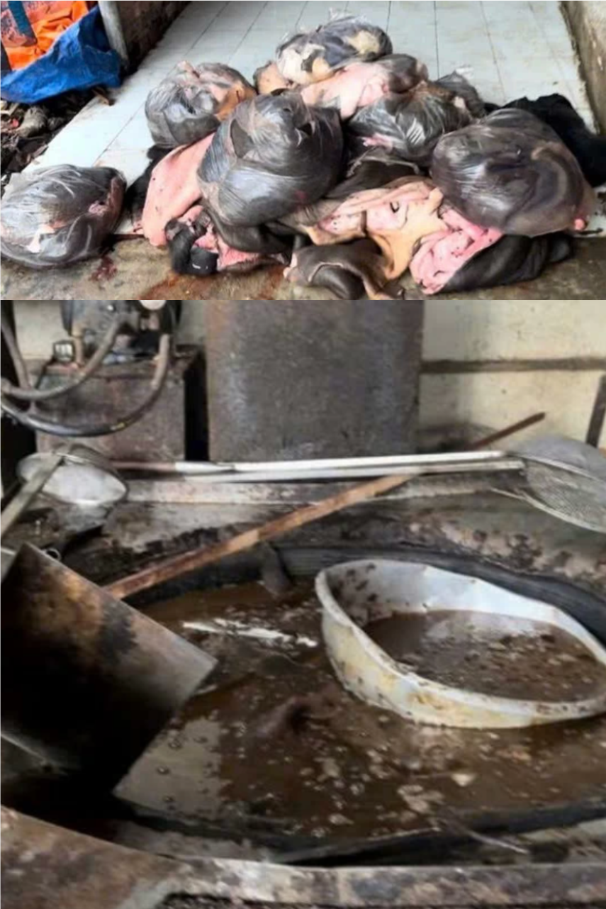 Ph&aacute;t hiện cơ sở đang chế biến 1.000 l&iacute;t mỡ, 1,7 tạ t&oacute;p mỡ tr&aacute;i ph&eacute;p chờ ti&ecirc;u thụ- Ảnh 1.