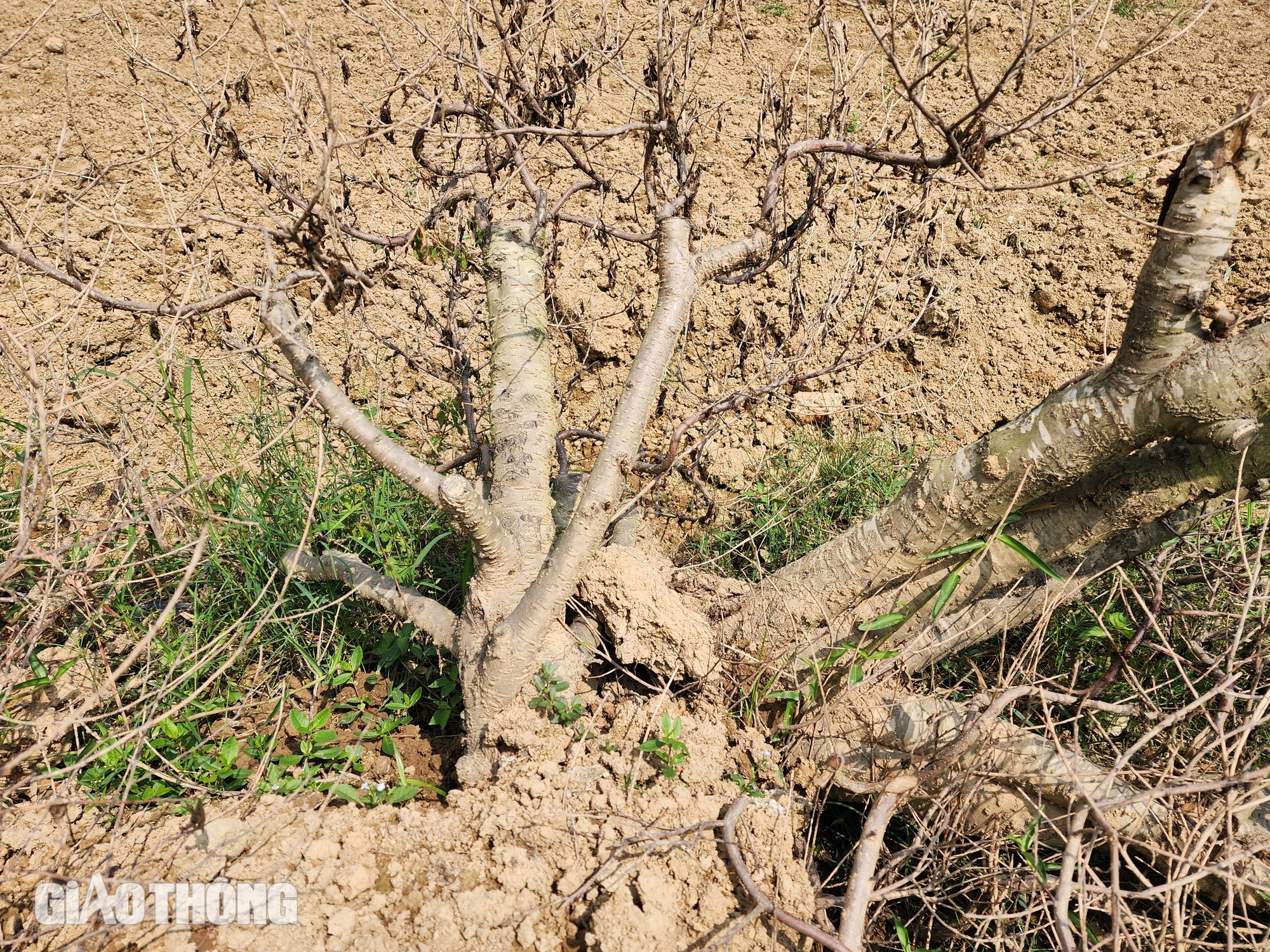 Vườn đ&agrave;o th&agrave;nh củi kh&ocirc; sau mưa lũ, n&ocirc;ng d&acirc;n kh&oacute;c r&ograve;ng khi Tết cận kề- Ảnh 5.