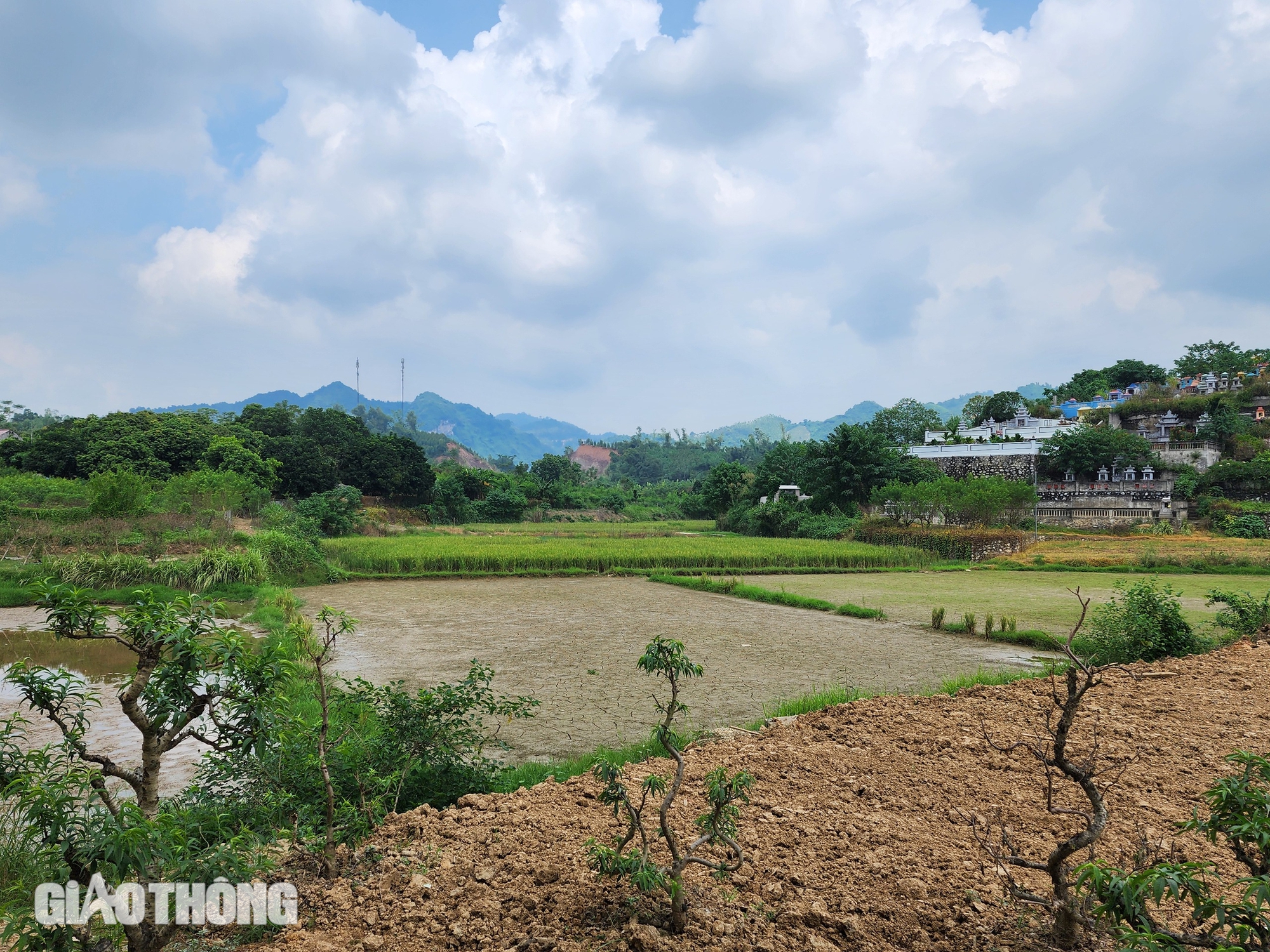 Vườn đ&agrave;o th&agrave;nh củi kh&ocirc; sau mưa lũ, n&ocirc;ng d&acirc;n kh&oacute;c r&ograve;ng khi Tết cận kề- Ảnh 4.