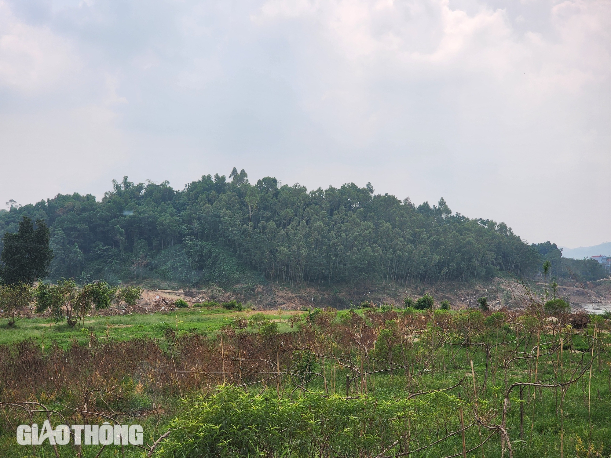 Vườn đ&agrave;o th&agrave;nh củi kh&ocirc; sau mưa lũ, n&ocirc;ng d&acirc;n kh&oacute;c r&ograve;ng khi Tết cận kề- Ảnh 7.