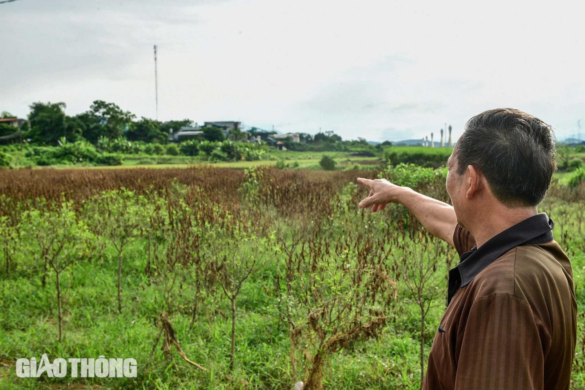 Vườn đ&agrave;o th&agrave;nh củi kh&ocirc; sau mưa lũ, n&ocirc;ng d&acirc;n kh&oacute;c r&ograve;ng khi Tết cận kề- Ảnh 1.
