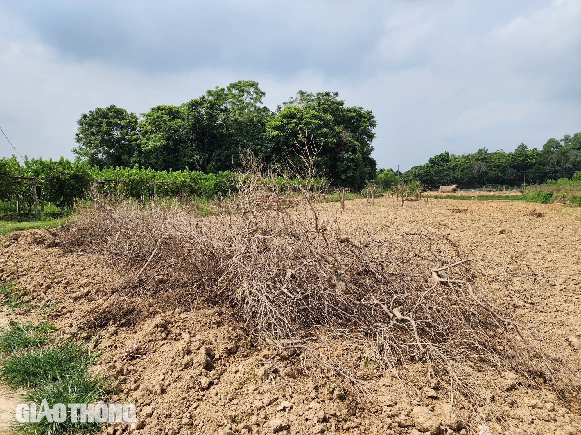 Vườn đ&agrave;o th&agrave;nh củi kh&ocirc; sau mưa lũ, n&ocirc;ng d&acirc;n kh&oacute;c r&ograve;ng khi Tết cận kề- Ảnh 8.