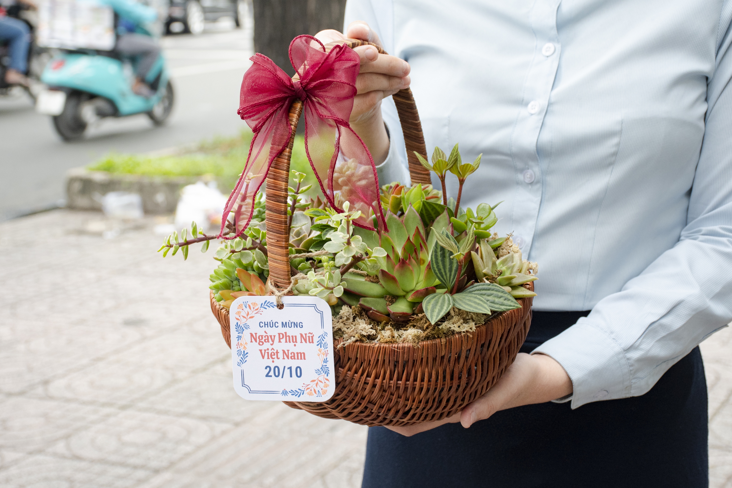 Sen đá lên ngôi thị trường hoa, quà tặng dịp 20/10- Ảnh 4. Sen đá lên ngôi thị trường hoa, quà tặng dịp 20/10- Ảnh 4.