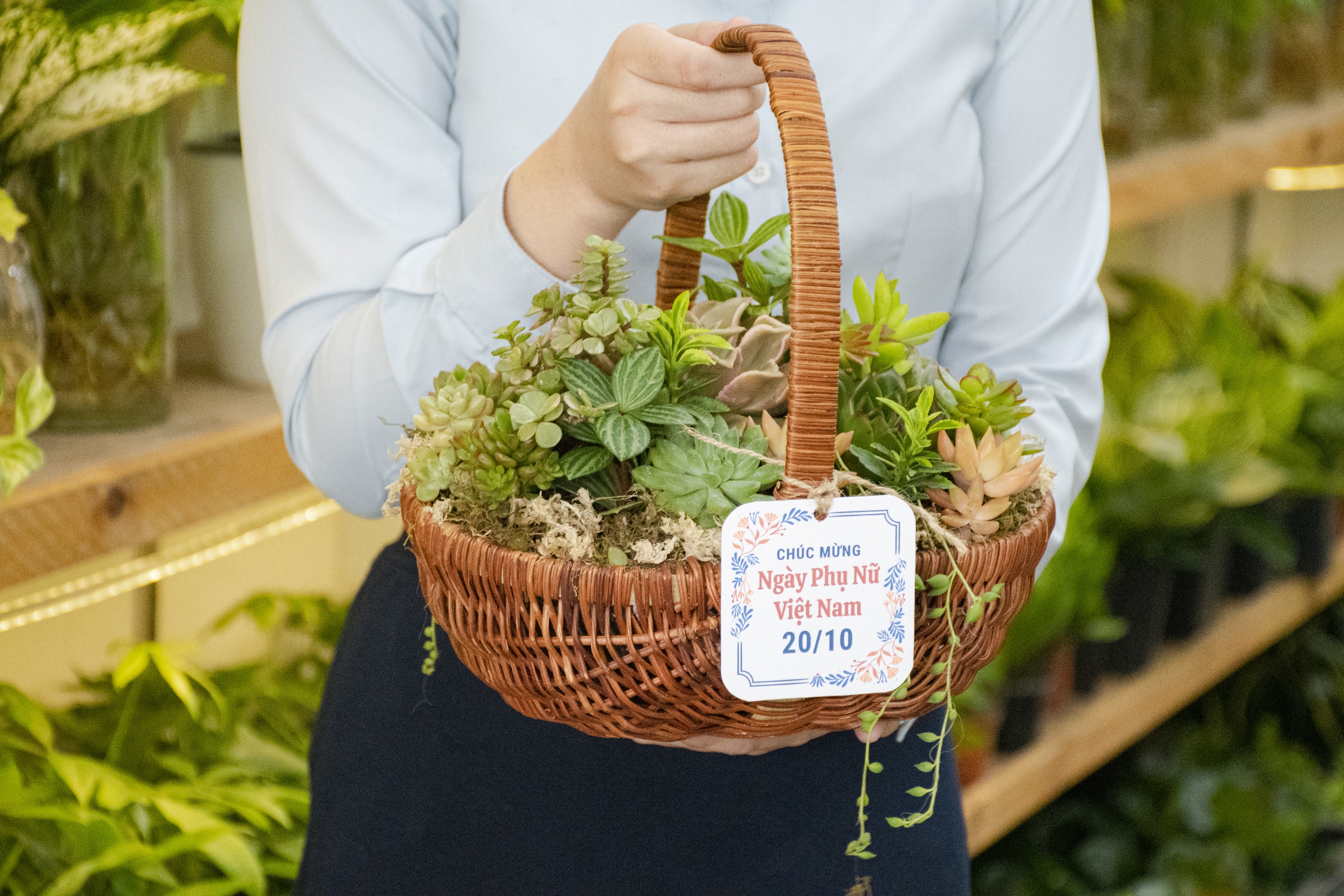 Sen đá lên ngôi thị trường hoa, quà tặng dịp 20/10- Ảnh 2. Sen đá lên ngôi thị trường hoa, quà tặng dịp 20/10- Ảnh 2.