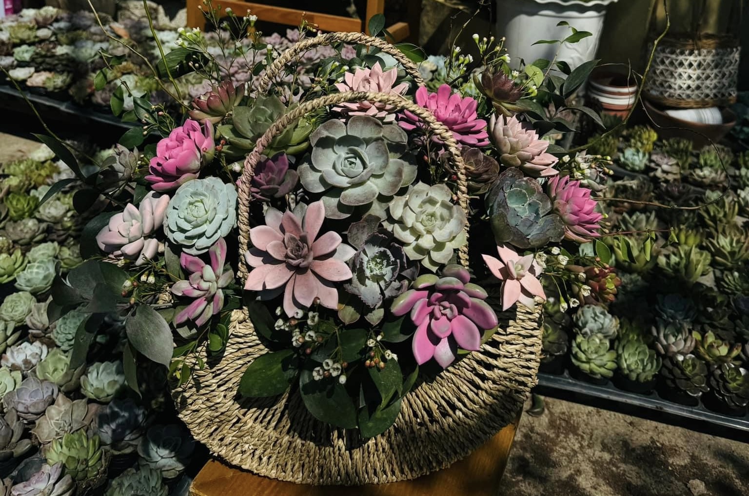 Sen đá lên ngôi thị trường hoa, quà tặng dịp 20/10- Ảnh 11. Sen đá lên ngôi thị trường hoa, quà tặng dịp 20/10- Ảnh 11.