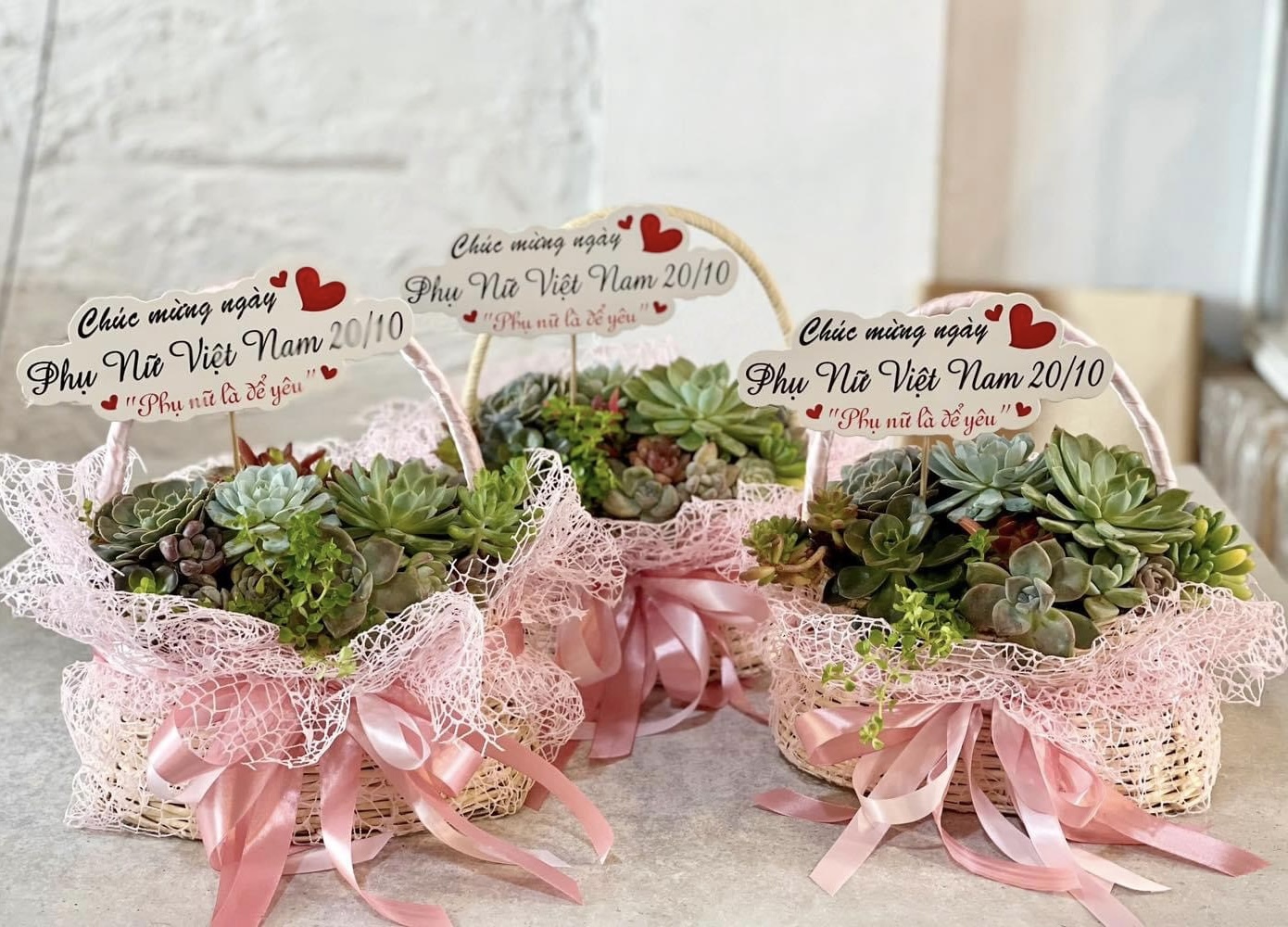 Sen đá lên ngôi thị trường hoa, quà tặng dịp 20/10- Ảnh 6. Sen đá lên ngôi thị trường hoa, quà tặng dịp 20/10- Ảnh 6.