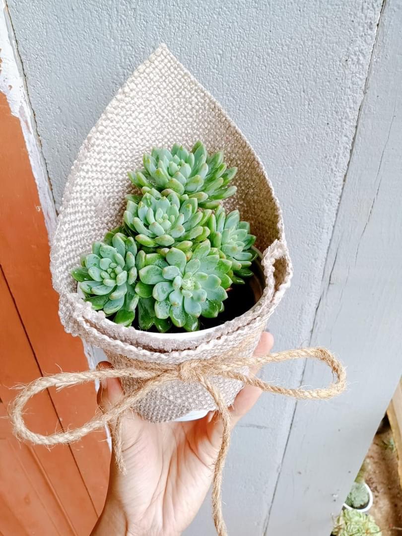 Sen đá lên ngôi thị trường hoa, quà tặng dịp 20/10- Ảnh 7. Sen đá lên ngôi thị trường hoa, quà tặng dịp 20/10- Ảnh 7.