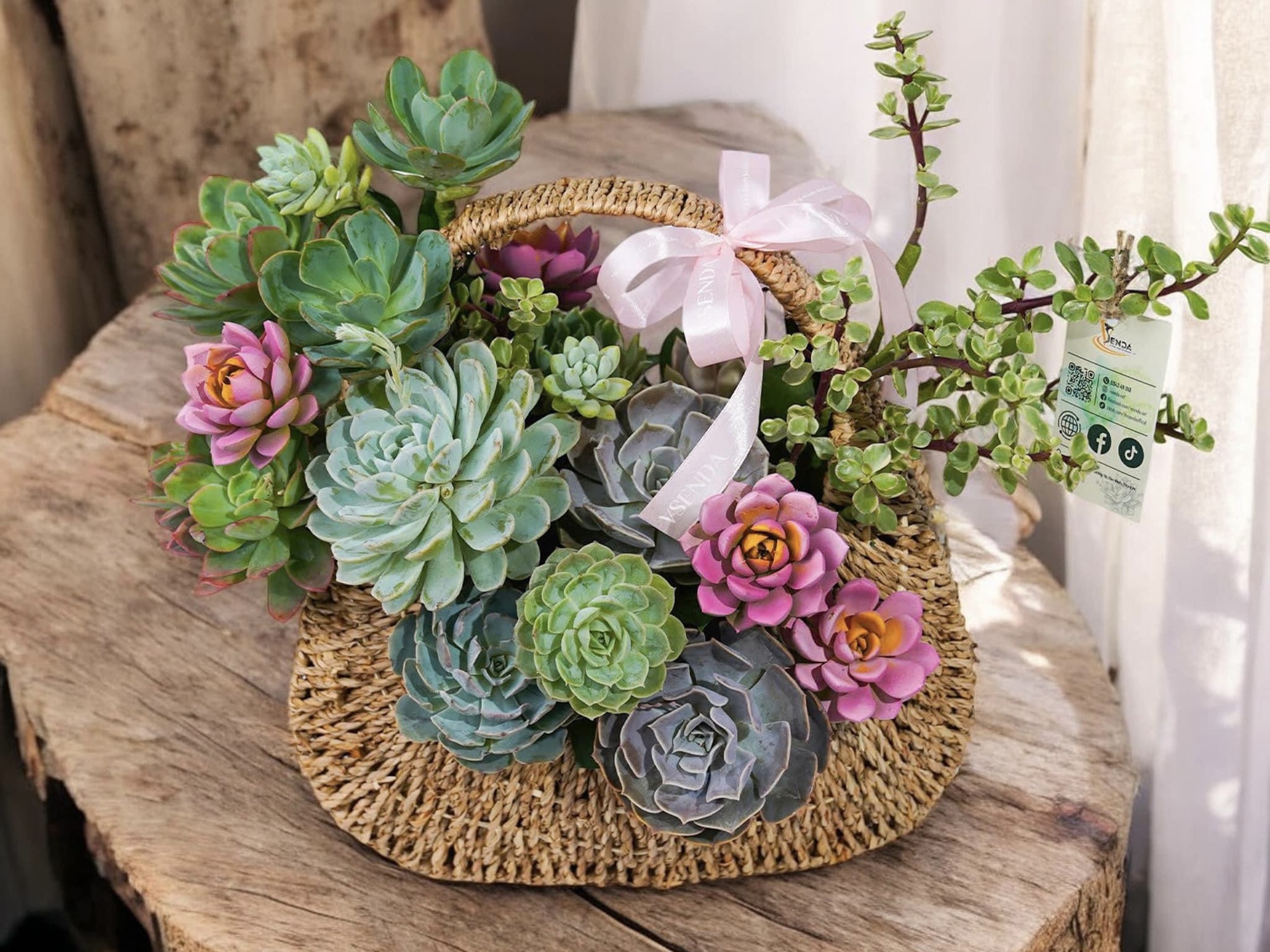 Sen đá lên ngôi thị trường hoa, quà tặng dịp 20/10- Ảnh 8. Sen đá lên ngôi thị trường hoa, quà tặng dịp 20/10- Ảnh 8.