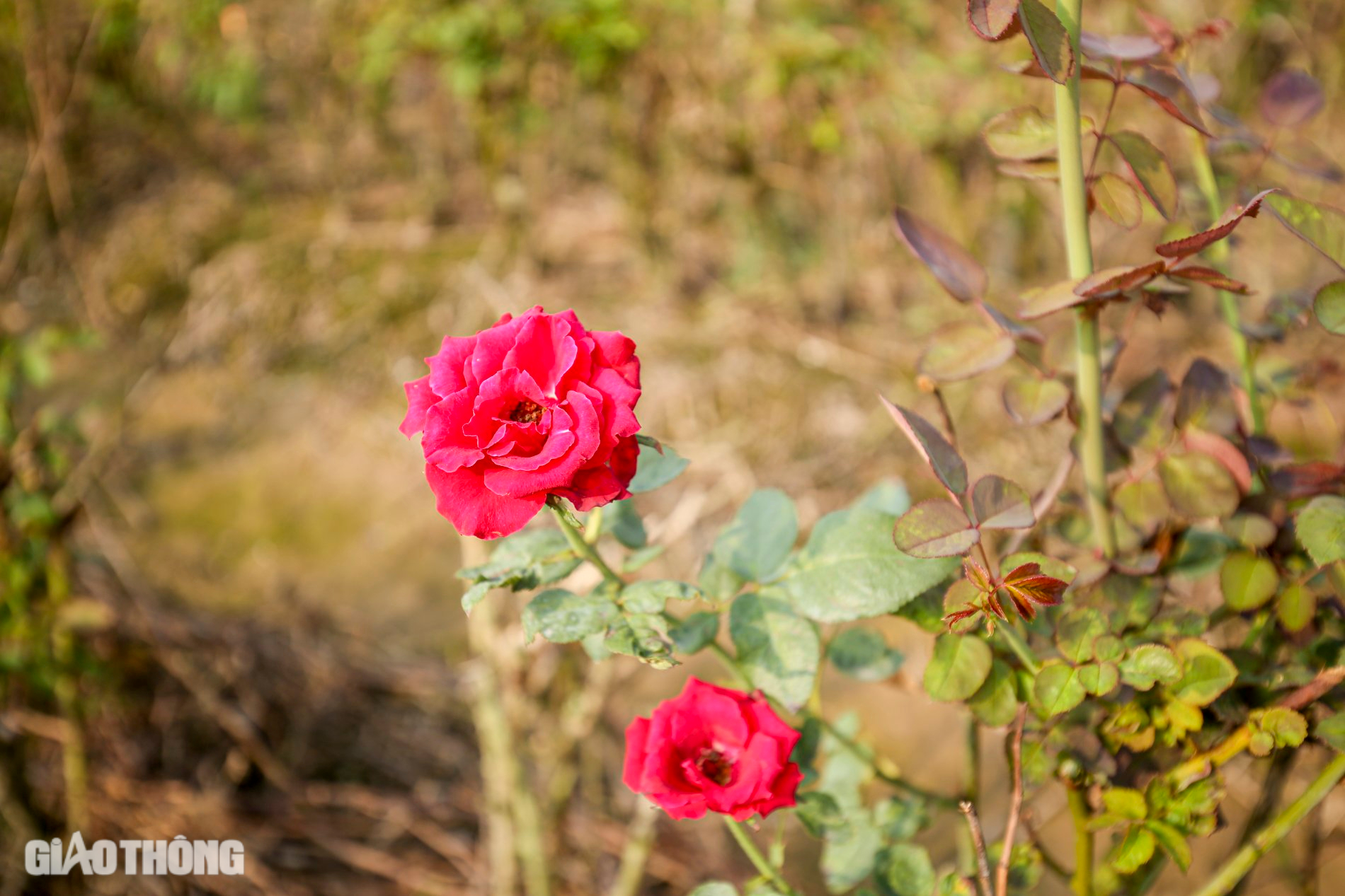 Thủ phủ hoa hồng ở H&agrave; Nội mất m&ugrave;a dịp 20/10, người d&acirc;n m&oacute;t từng b&ocirc;ng b&aacute;n với gi&aacute; b&egrave;o bọt- Ảnh 3.