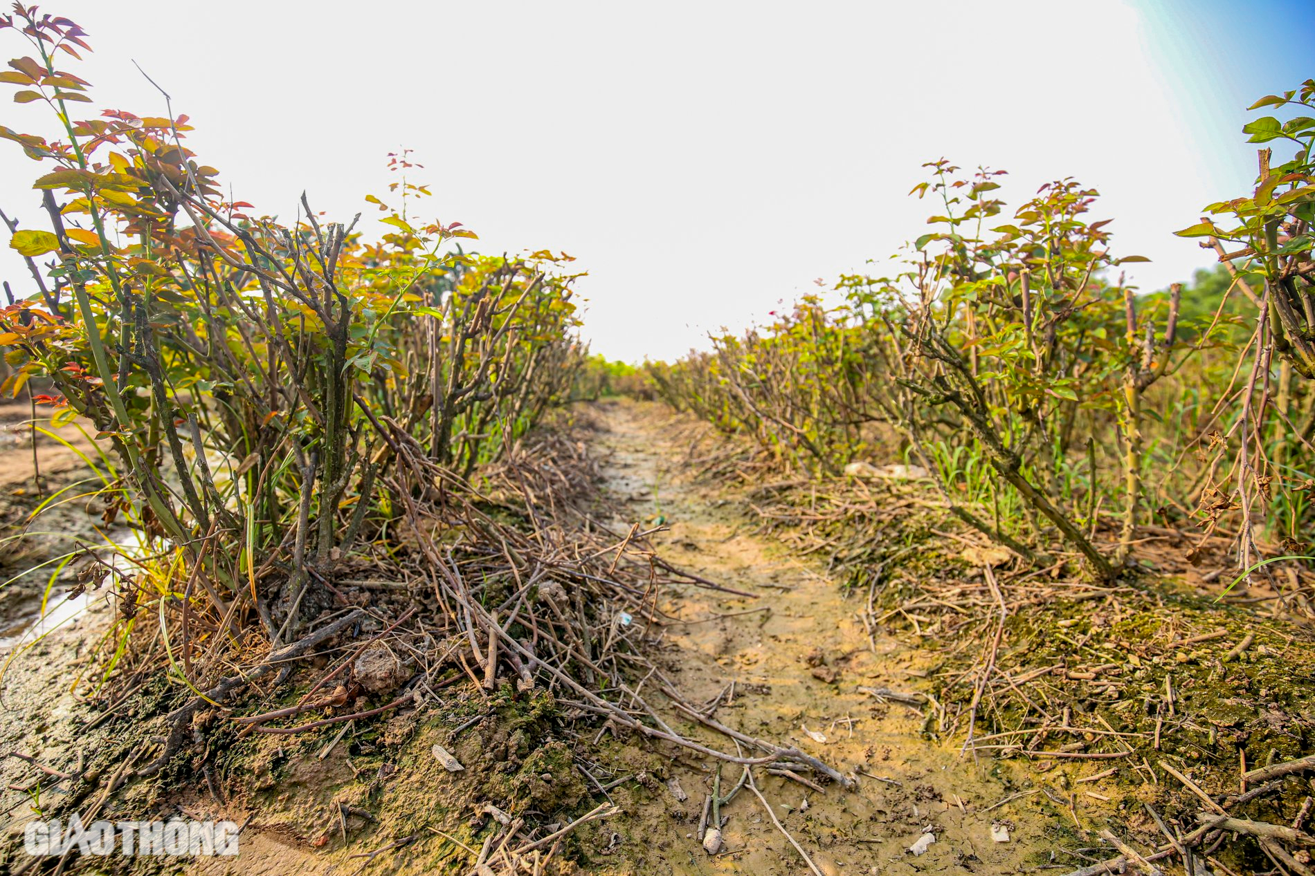 Thủ phủ hoa hồng ở H&agrave; Nội mất m&ugrave;a dịp 20/10, người d&acirc;n m&oacute;t từng b&ocirc;ng b&aacute;n với gi&aacute; b&egrave;o bọt- Ảnh 6.