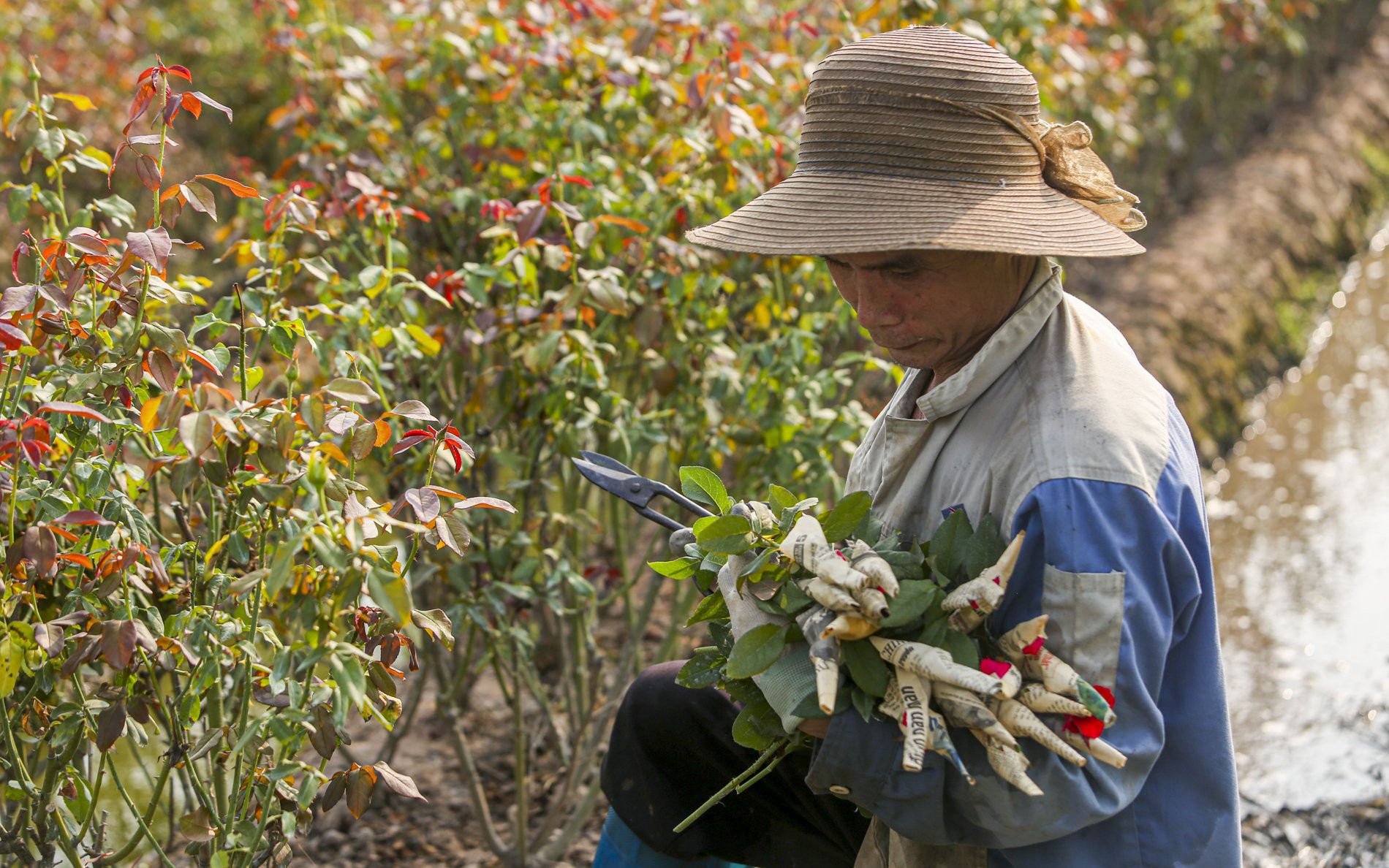 Thủ phủ hoa hồng ở H&agrave; Nội mất m&ugrave;a dịp 20/10, người d&acirc;n m&oacute;t từng b&ocirc;ng b&aacute;n với gi&aacute; b&egrave;o bọt