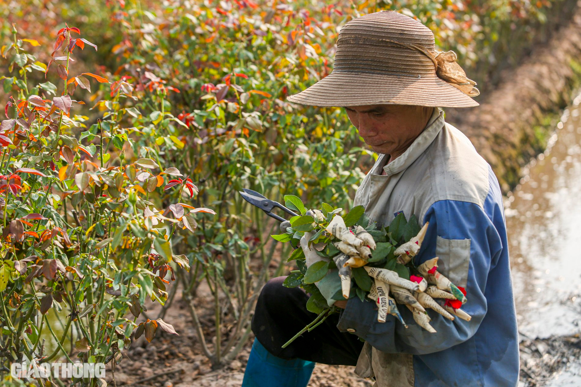 Thủ phủ hoa hồng ở H&agrave; Nội mất m&ugrave;a dịp 20/10, người d&acirc;n m&oacute;t từng b&ocirc;ng b&aacute;n với gi&aacute; b&egrave;o bọt- Ảnh 5.