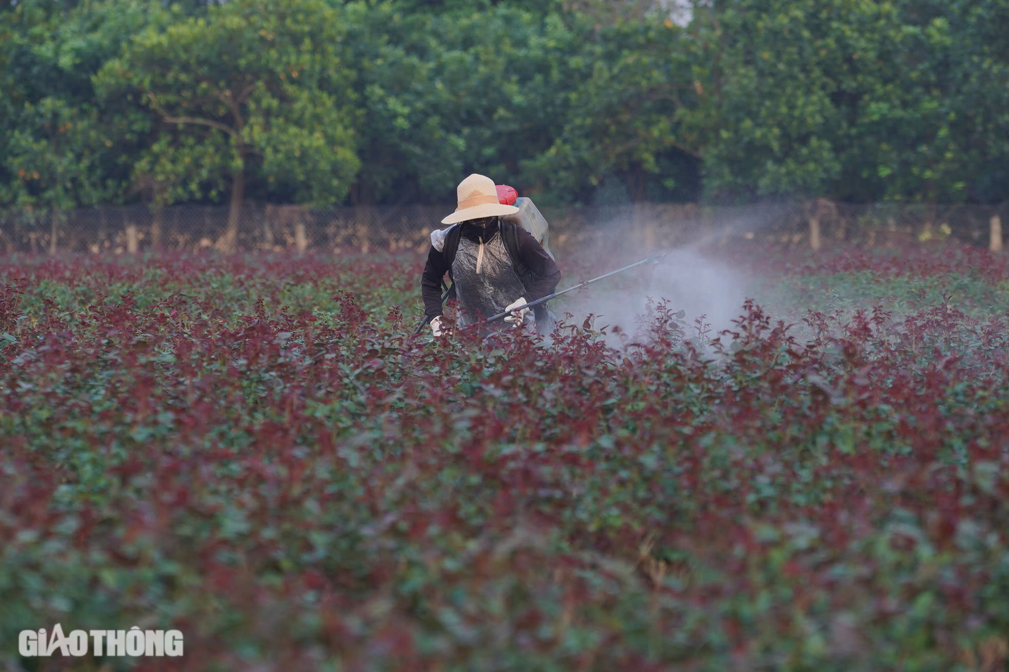 Thủ phủ hoa hồng ở H&agrave; Nội mất m&ugrave;a dịp 20/10, người d&acirc;n m&oacute;t từng b&ocirc;ng b&aacute;n với gi&aacute; b&egrave;o bọt- Ảnh 8.