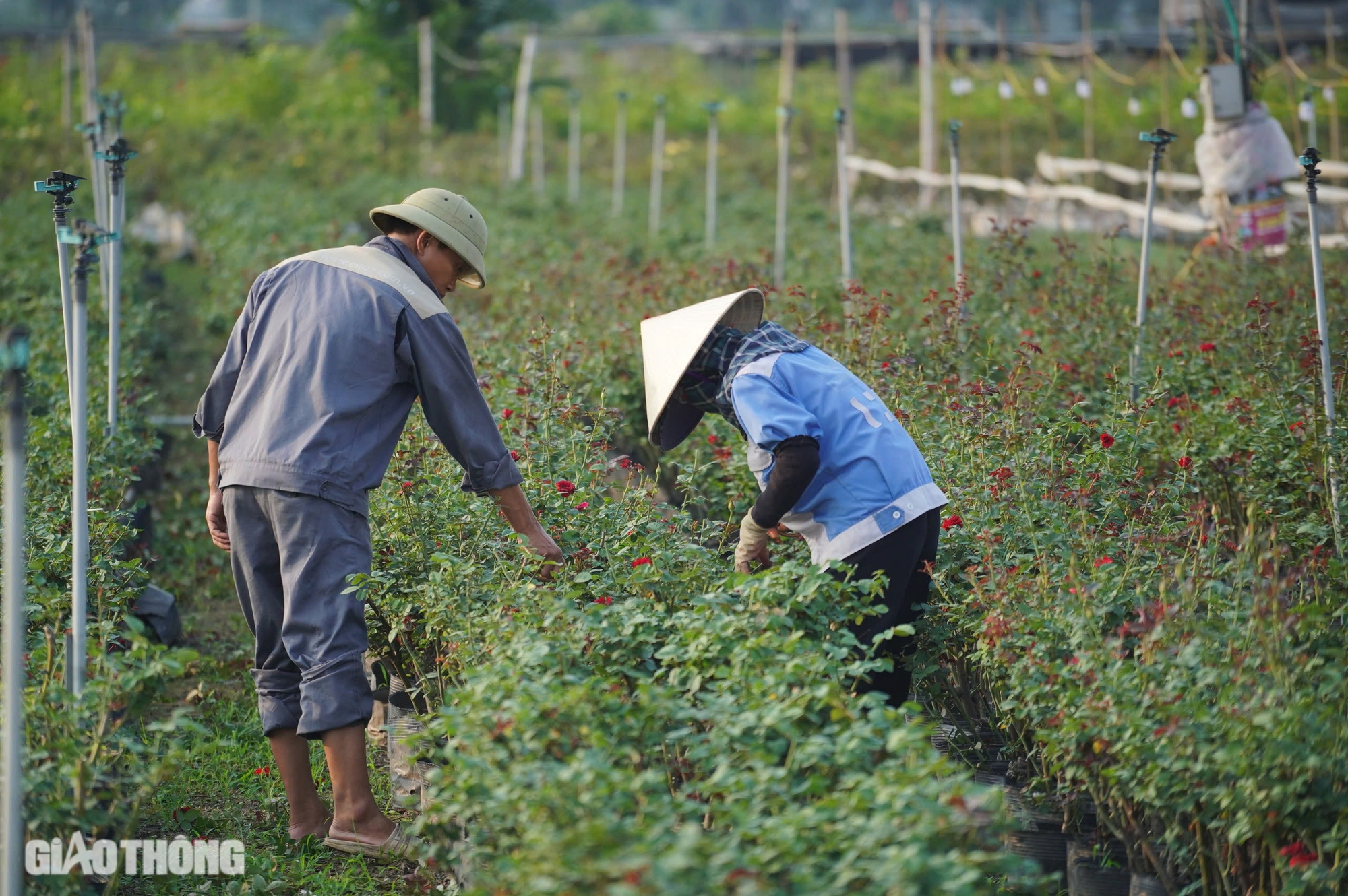 Thủ phủ hoa hồng ở H&agrave; Nội mất m&ugrave;a dịp 20/10, người d&acirc;n m&oacute;t từng b&ocirc;ng b&aacute;n với gi&aacute; b&egrave;o bọt- Ảnh 4.