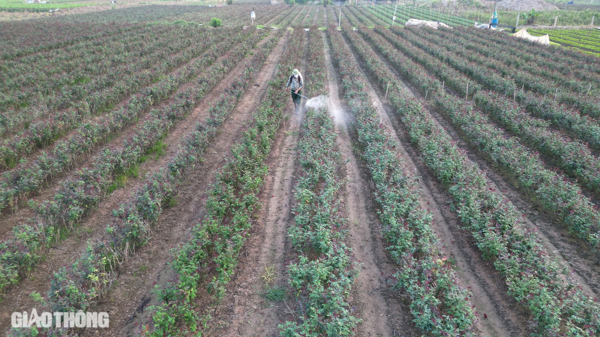 Thủ phủ hoa hồng ở H&agrave; Nội mất m&ugrave;a dịp 20/10, người d&acirc;n m&oacute;t từng b&ocirc;ng b&aacute;n với gi&aacute; b&egrave;o bọt- Ảnh 1.