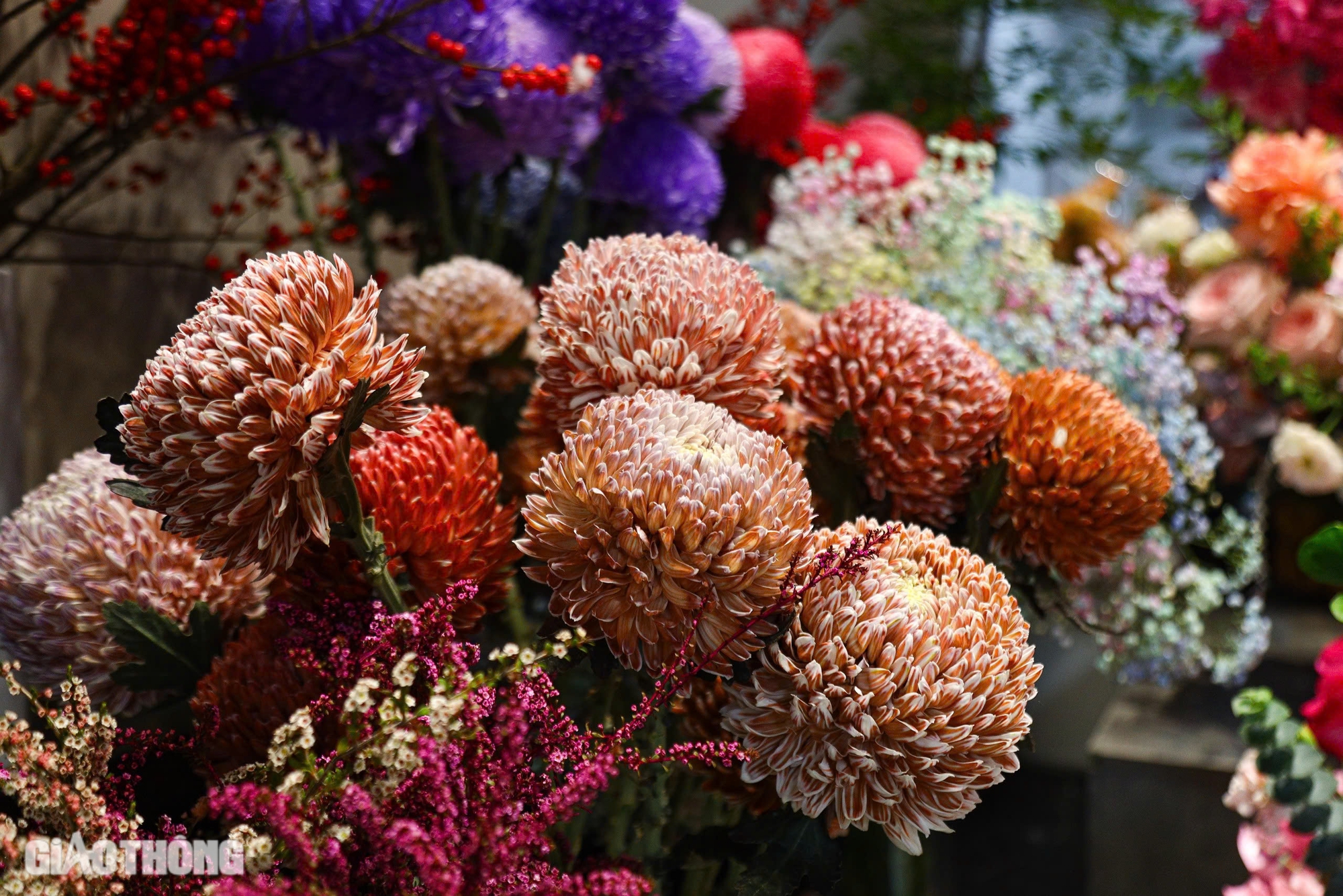 Hoa nhập ngoại tiền triệu mỗi bông, khách vẫn mạnh tay tặng phái đẹp dịp 20/10- Ảnh 6. Hoa nhập ngoại tiền triệu mỗi bông, khách vẫn mạnh tay tặng phái đẹp dịp 20/10- Ảnh 6.