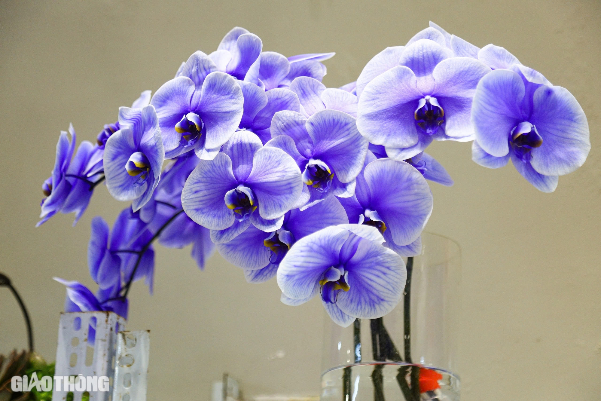 Hoa nhập ngoại tiền triệu mỗi bông, khách vẫn mạnh tay tặng phái đẹp dịp 20/10- Ảnh 9. Hoa nhập ngoại tiền triệu mỗi bông, khách vẫn mạnh tay tặng phái đẹp dịp 20/10- Ảnh 9.