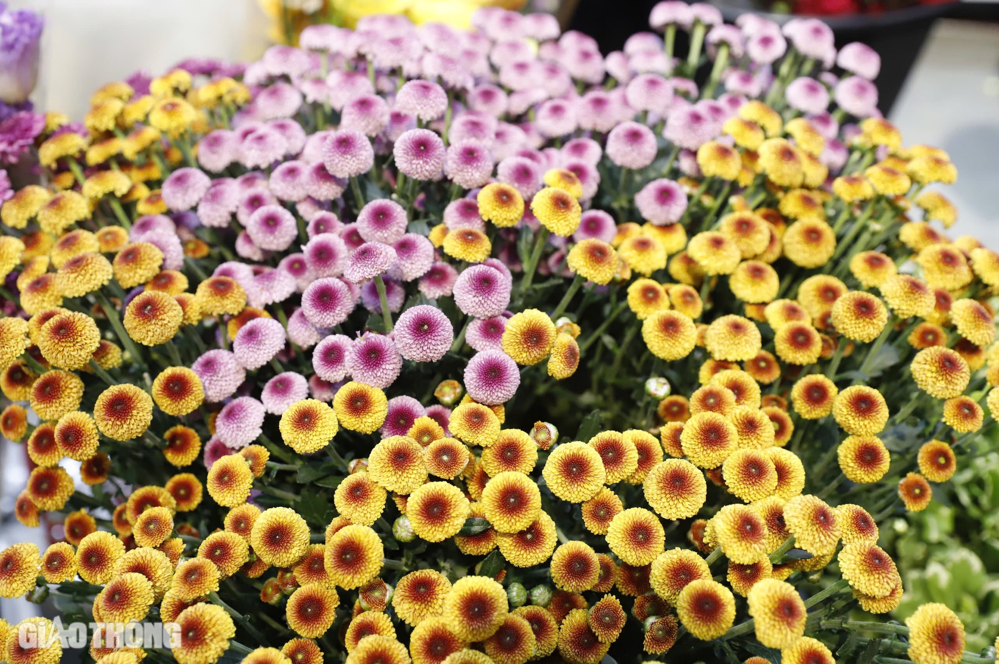 Hoa nhập ngoại tiền triệu mỗi bông, khách vẫn mạnh tay tặng phái đẹp dịp 20/10- Ảnh 7. Hoa nhập ngoại tiền triệu mỗi bông, khách vẫn mạnh tay tặng phái đẹp dịp 20/10- Ảnh 7.