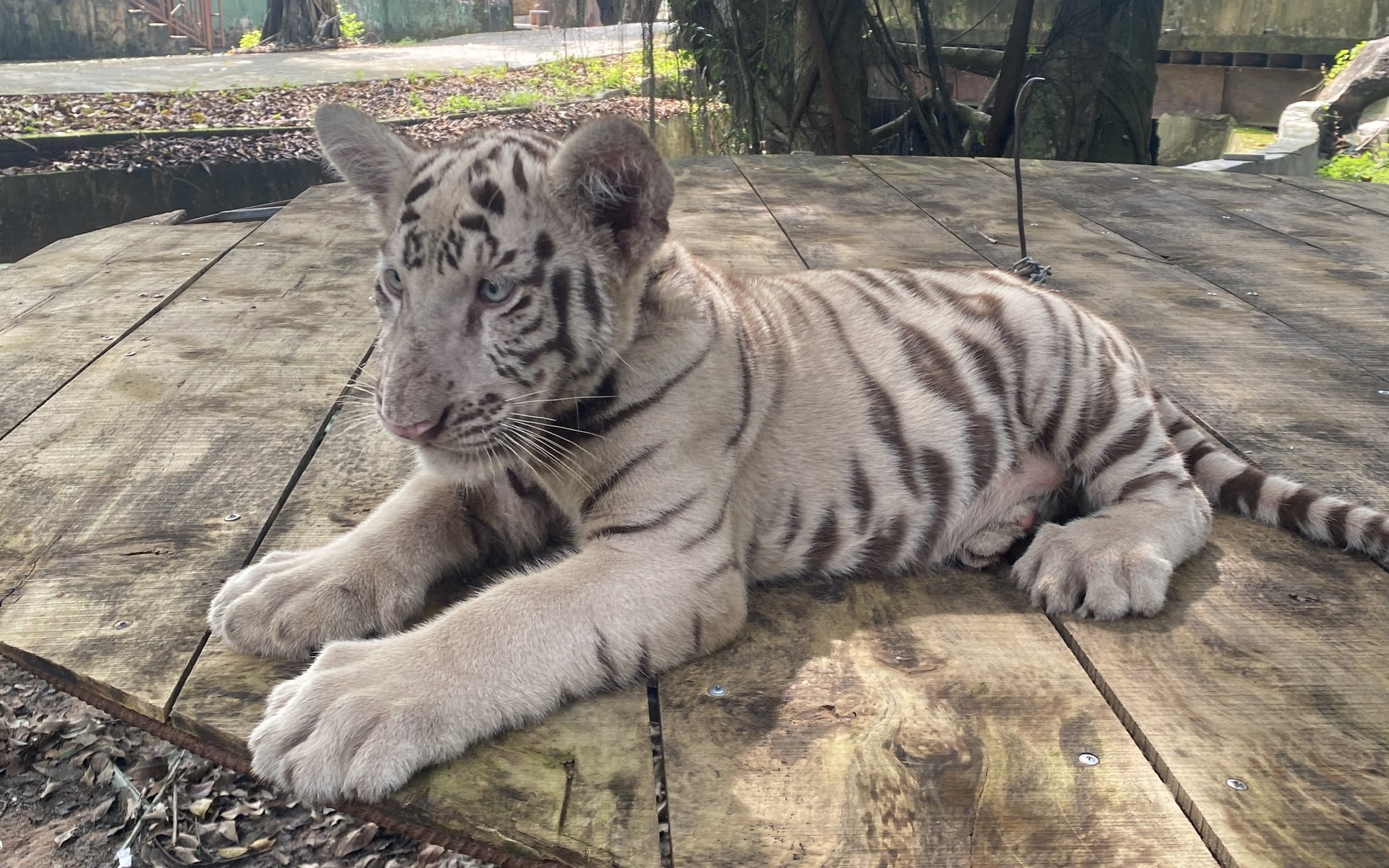 Hổ chết hàng loạt ở khu du lịch Vườn Xoài: Nghi do ăn gà nhiễm bệnh- Ảnh 4. Lấy mẫu xét nghiệm người tiếp xúc với nhiều hổ chết tại khu Vườn Xoài