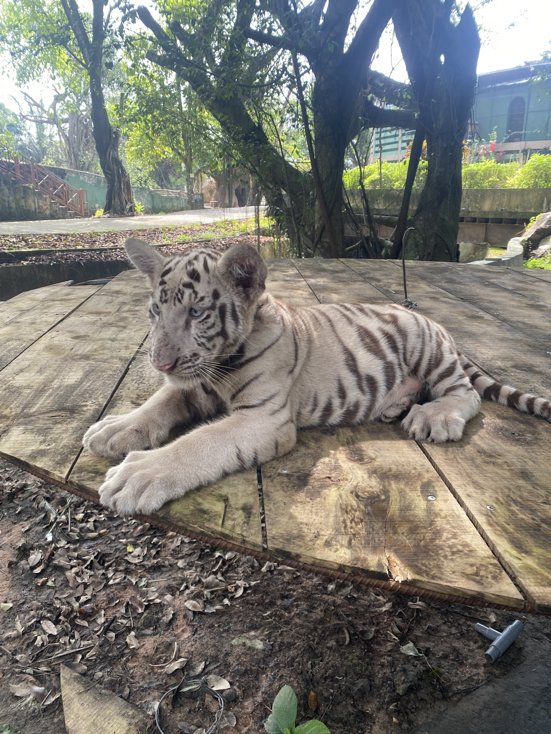 Vụ hổ chết h&agrave;ng loạt ở Đồng Nai: Hai mẫu x&eacute;t nghiệm dương t&iacute;nh với virus H5N1- Ảnh 1.