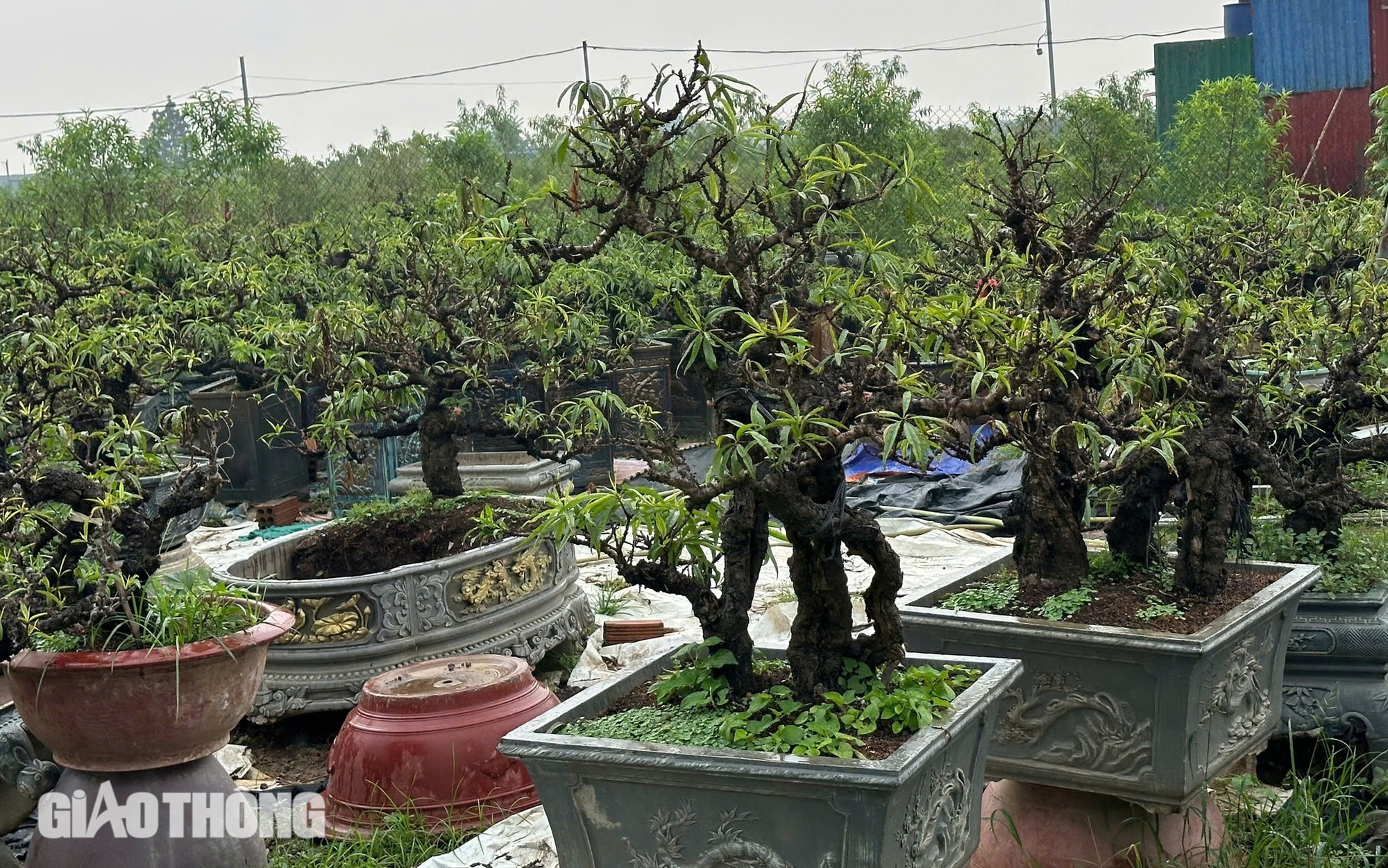 Nỗ lực hồi sinh vựa trồng đ&agrave;o lớn nhất H&agrave; Nội để phục vụ Tết- Ảnh 2.