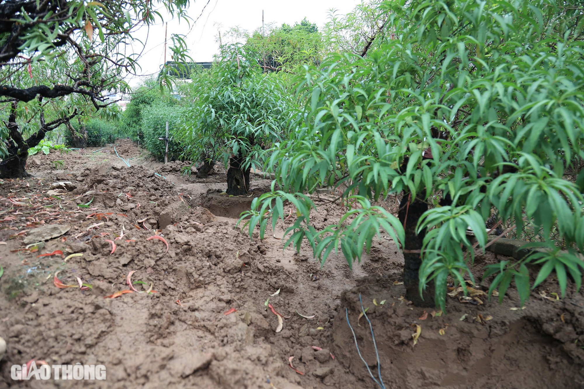 Nỗ lực hồi sinh vựa trồng đ&agrave;o lớn nhất H&agrave; Nội để phục vụ Tết- Ảnh 8.