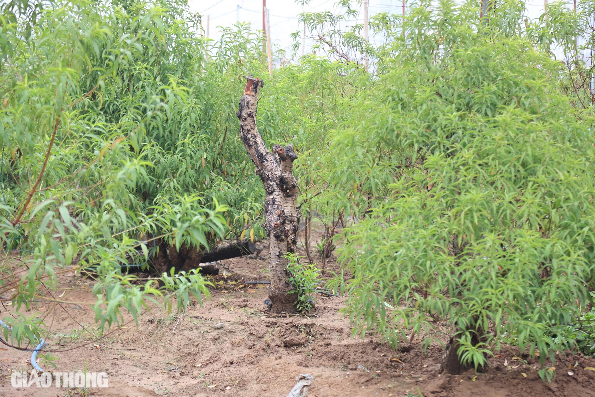 Nỗ lực hồi sinh vựa trồng đ&agrave;o lớn nhất H&agrave; Nội để phục vụ Tết- Ảnh 6.