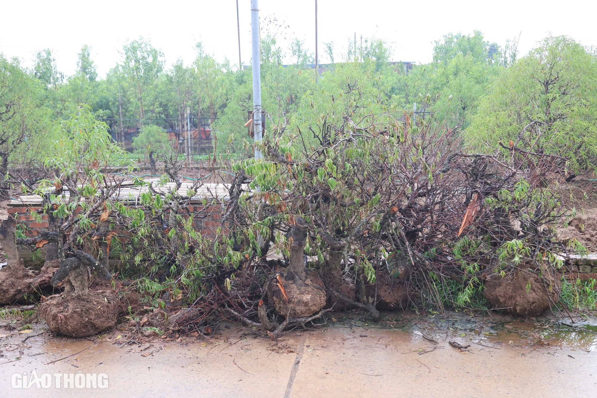 Nỗ lực hồi sinh vựa trồng đ&agrave;o lớn nhất H&agrave; Nội để phục vụ Tết- Ảnh 9.