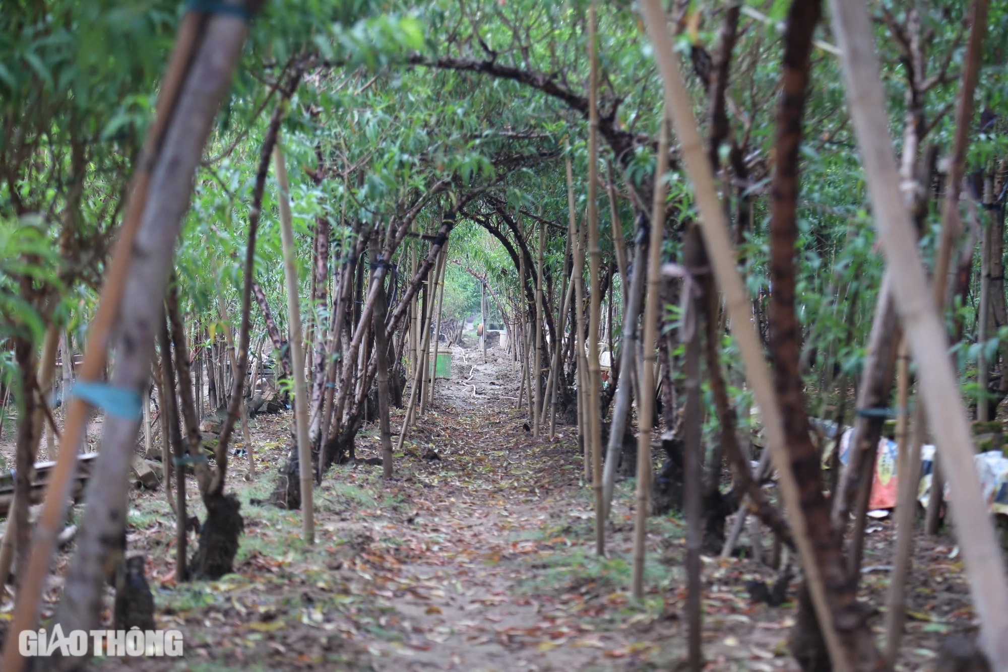 Nỗ lực hồi sinh vựa trồng đ&agrave;o lớn nhất H&agrave; Nội để phục vụ Tết- Ảnh 4.