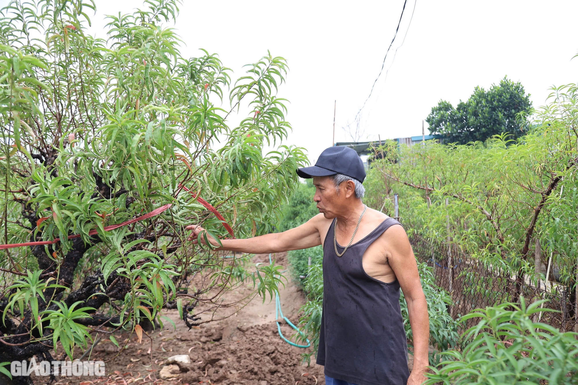 Nỗ lực hồi sinh vựa trồng đ&agrave;o lớn nhất H&agrave; Nội để phục vụ Tết- Ảnh 1.