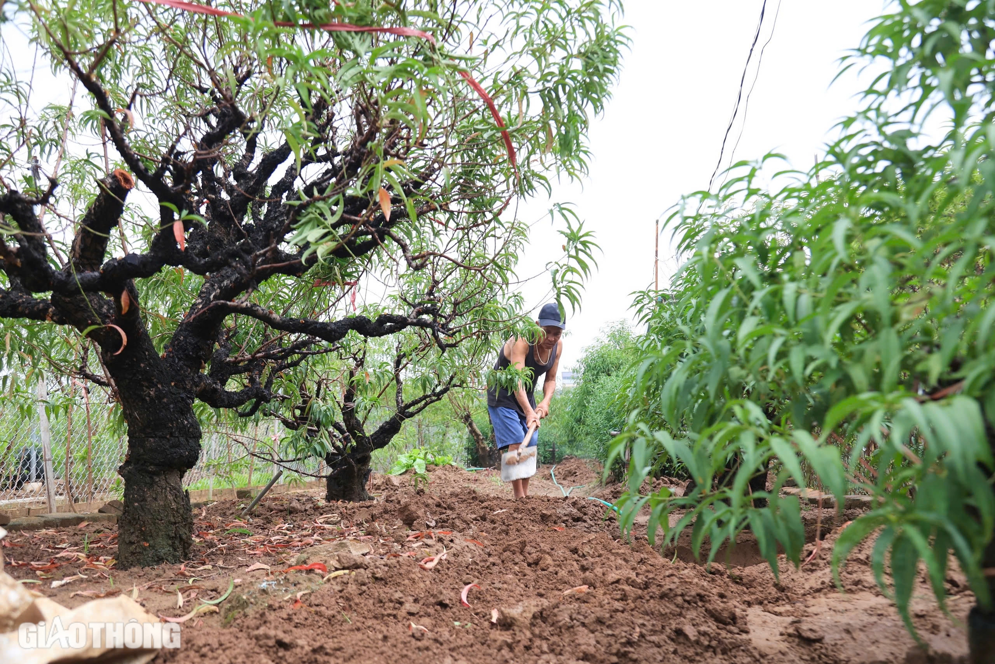 Nỗ lực hồi sinh vựa trồng đ&agrave;o lớn nhất H&agrave; Nội để phục vụ Tết- Ảnh 3.