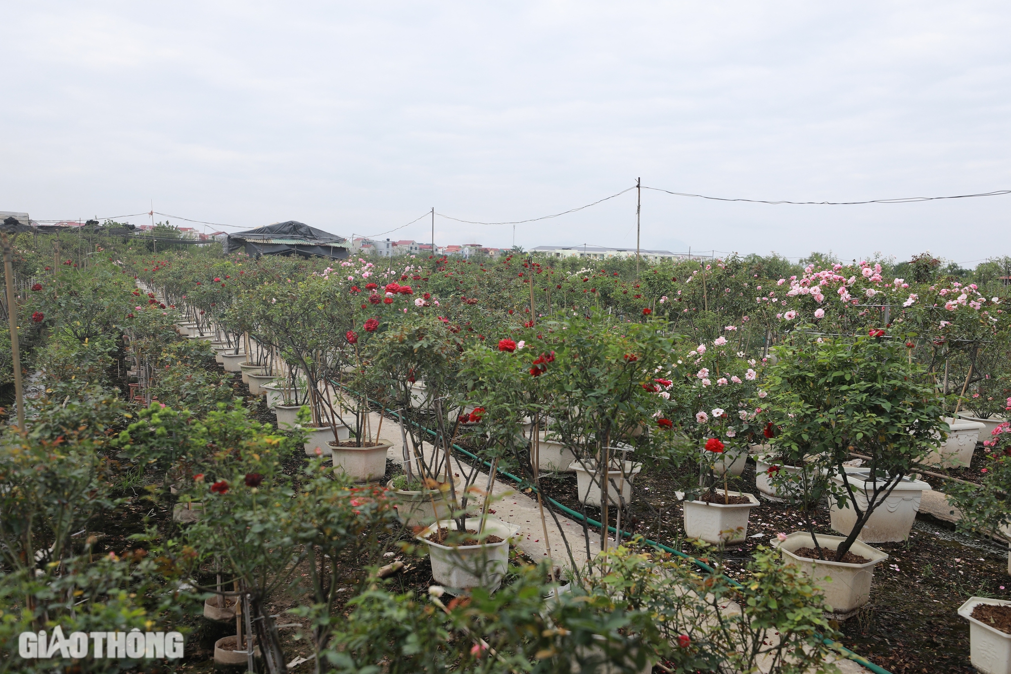 Gh&eacute;p th&agrave;nh c&ocirc;ng giống hoa hồng ngoại, ch&agrave;ng trai 9x thu về h&agrave;ng tỷ đồng mỗi năm- Ảnh 10.