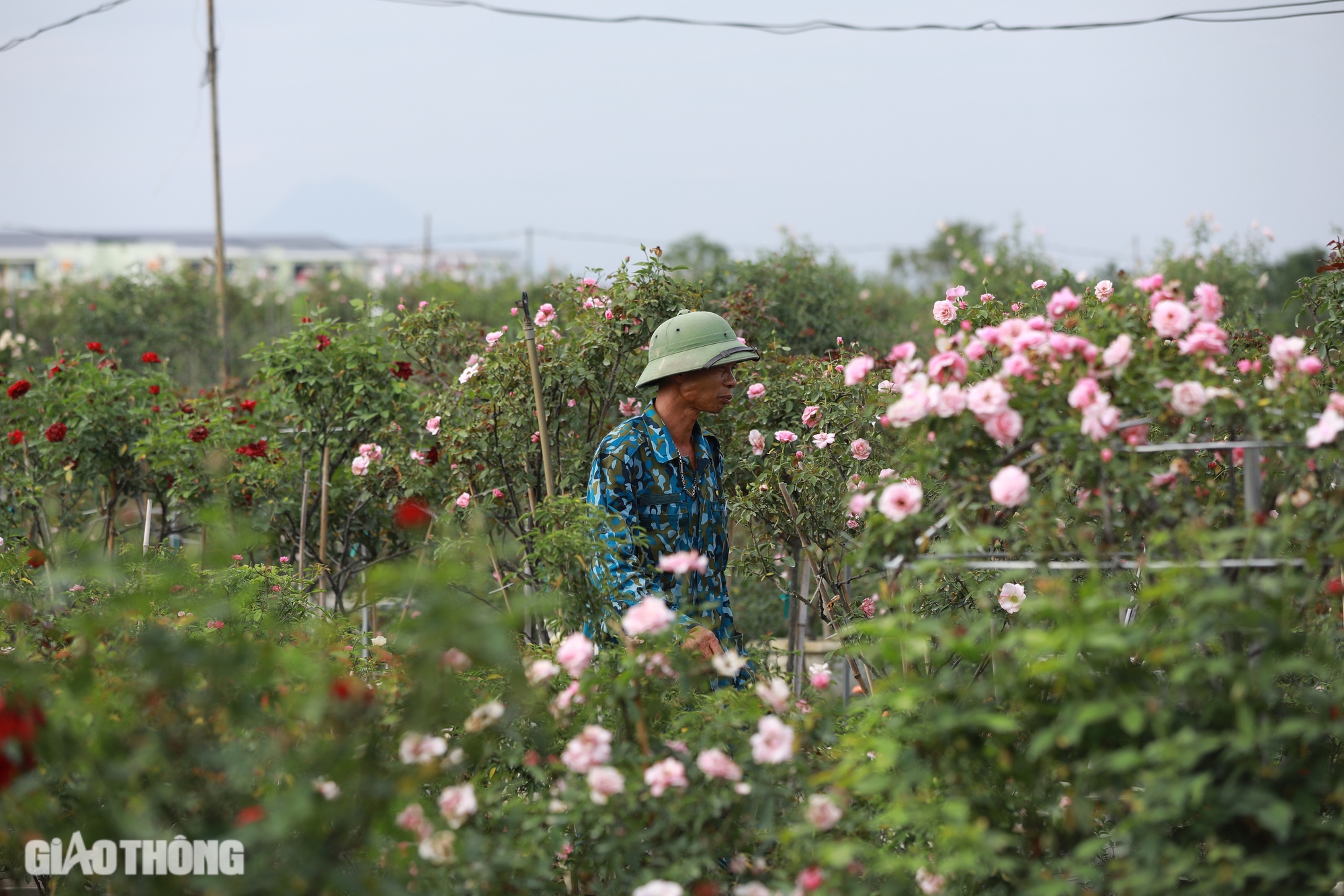 Gh&eacute;p th&agrave;nh c&ocirc;ng giống hoa hồng ngoại, ch&agrave;ng trai 9x thu về h&agrave;ng tỷ đồng mỗi năm- Ảnh 11.