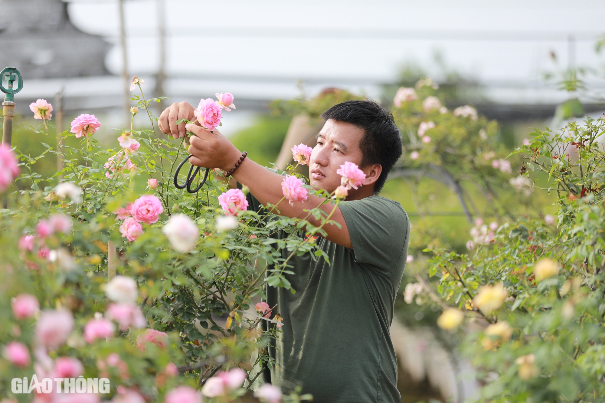 Gh&eacute;p th&agrave;nh c&ocirc;ng giống hoa hồng ngoại, ch&agrave;ng trai 9x thu về h&agrave;ng tỷ đồng mỗi năm- Ảnh 4.