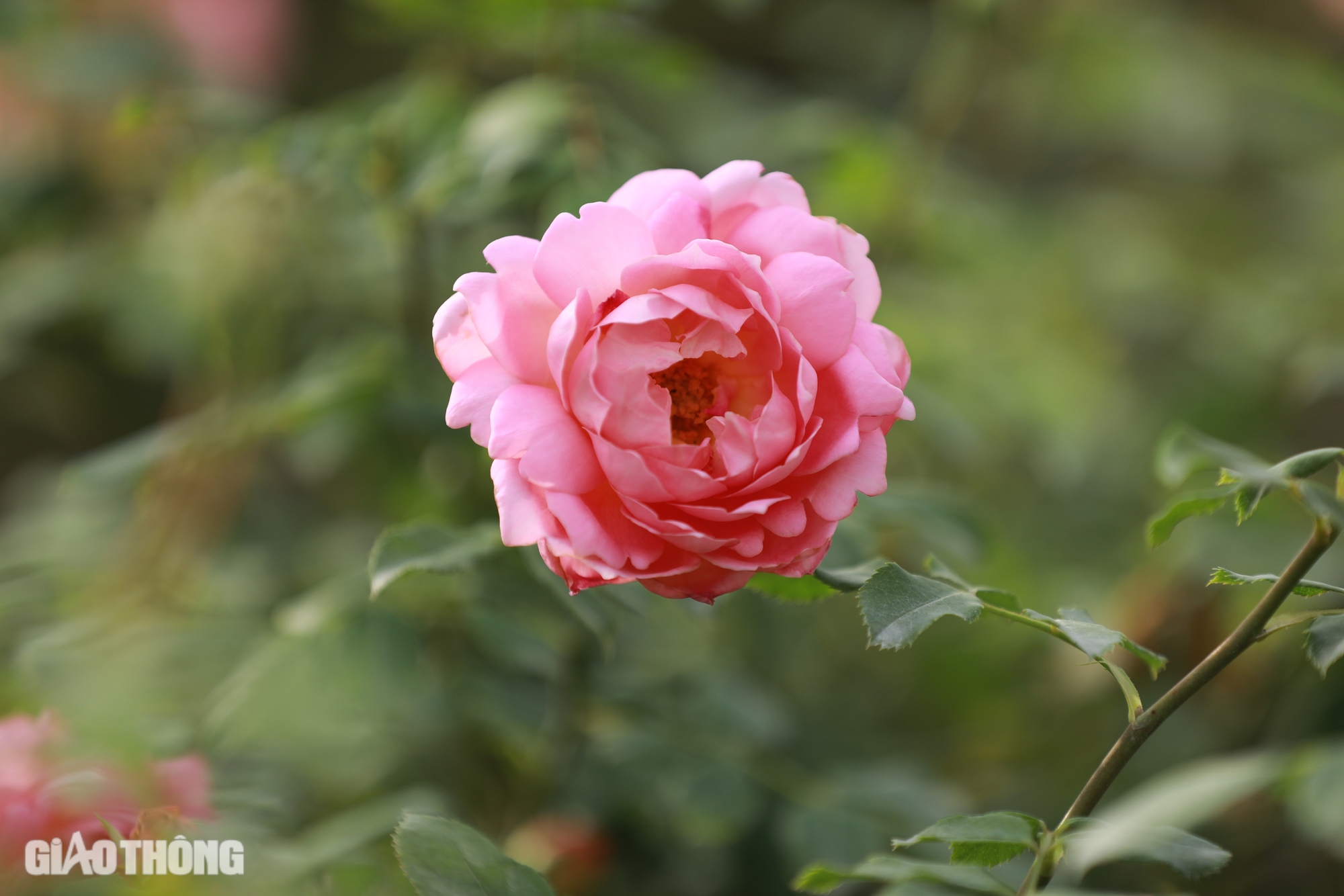 Gh&eacute;p th&agrave;nh c&ocirc;ng giống hoa hồng ngoại, ch&agrave;ng trai 9x thu về h&agrave;ng tỷ đồng mỗi năm- Ảnh 2.