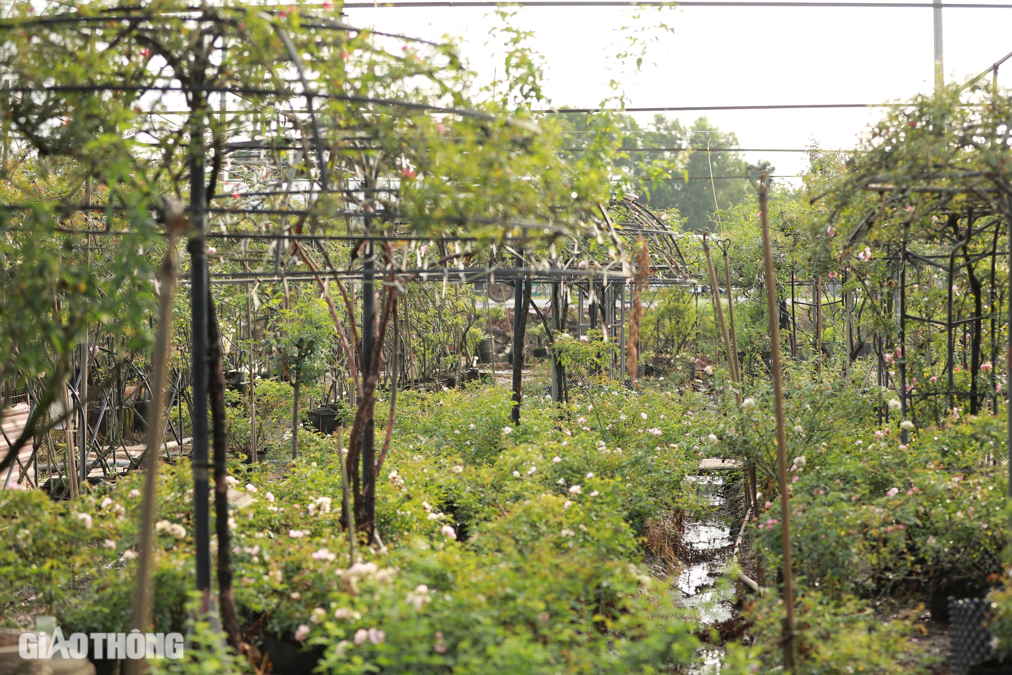 Gh&eacute;p th&agrave;nh c&ocirc;ng giống hoa hồng ngoại, ch&agrave;ng trai 9x thu về h&agrave;ng tỷ đồng mỗi năm- Ảnh 3.
