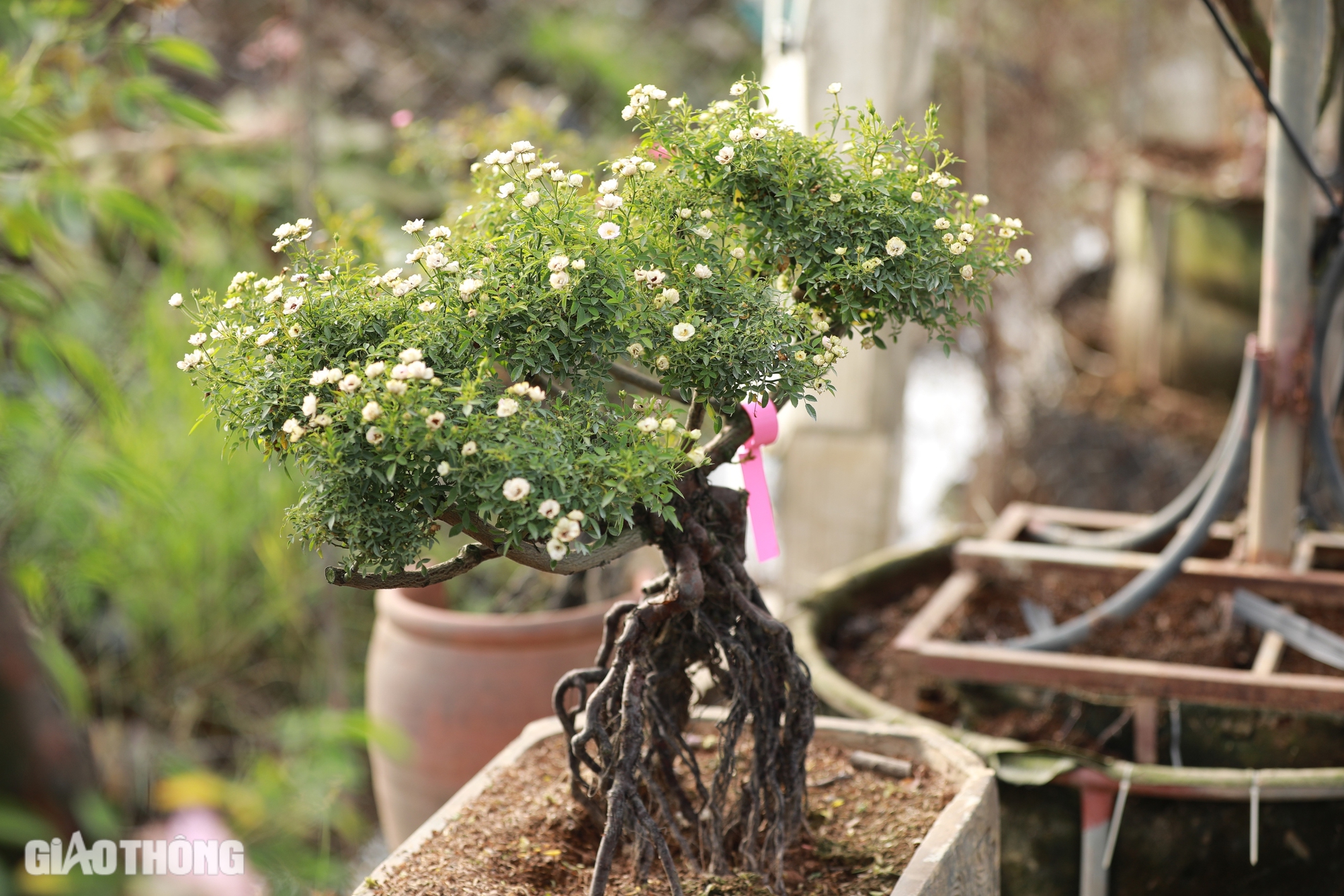 Gh&eacute;p th&agrave;nh c&ocirc;ng giống hoa hồng ngoại, ch&agrave;ng trai 9x thu về h&agrave;ng tỷ đồng mỗi năm- Ảnh 5.