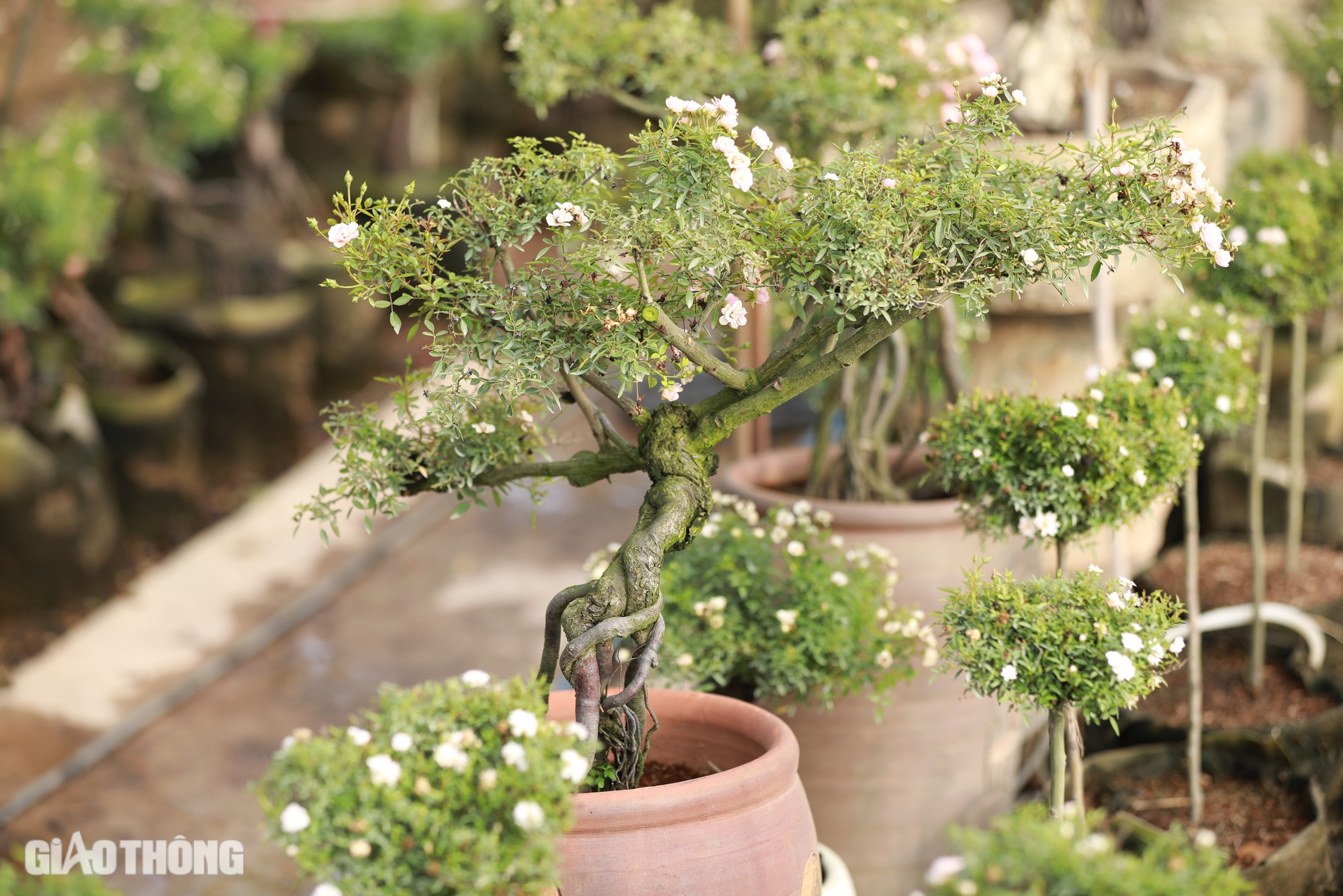 Gh&eacute;p th&agrave;nh c&ocirc;ng giống hoa hồng ngoại, ch&agrave;ng trai 9x thu về h&agrave;ng tỷ đồng mỗi năm- Ảnh 6.