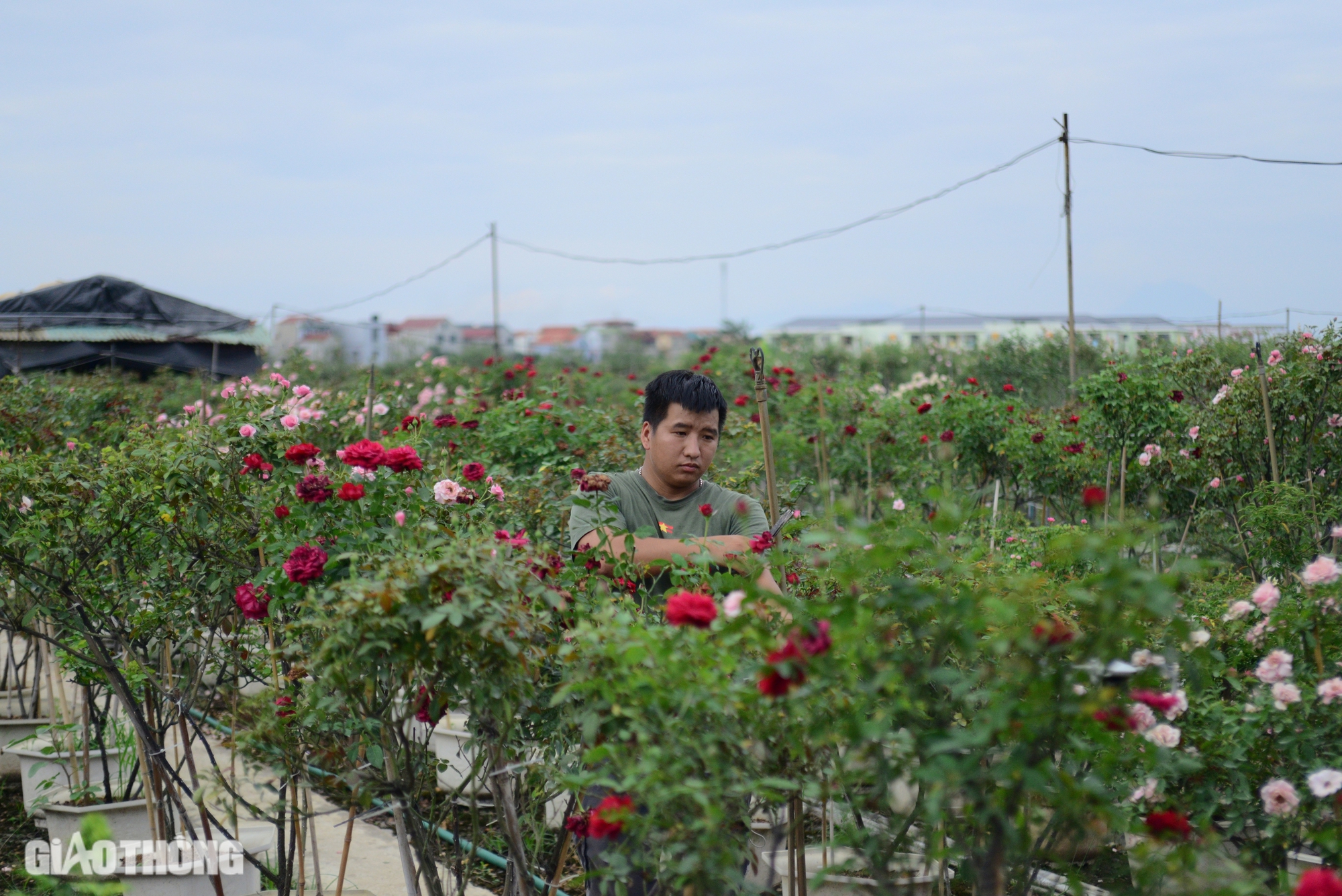 Gh&eacute;p th&agrave;nh c&ocirc;ng giống hoa hồng ngoại, ch&agrave;ng trai 9x thu về h&agrave;ng tỷ đồng mỗi năm- Ảnh 9.