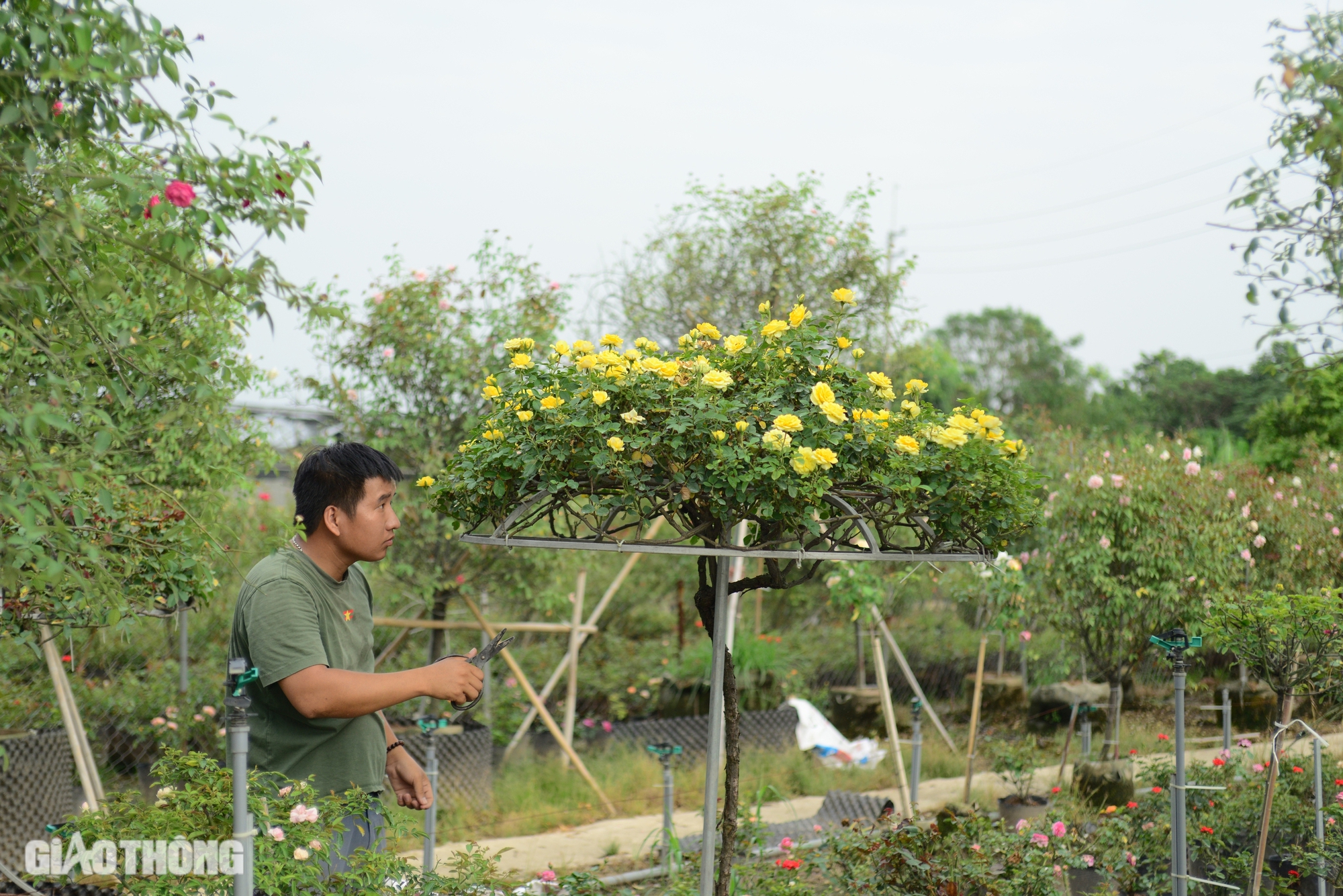 Gh&eacute;p th&agrave;nh c&ocirc;ng giống hoa hồng ngoại, ch&agrave;ng trai 9x thu về h&agrave;ng tỷ đồng mỗi năm- Ảnh 1.