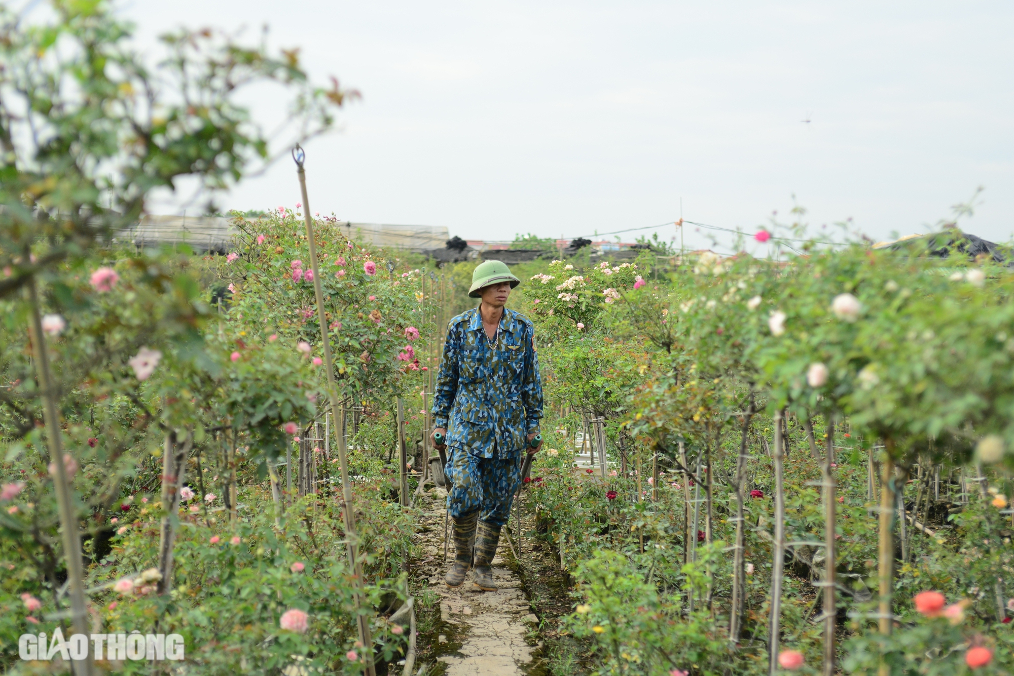 Gh&eacute;p th&agrave;nh c&ocirc;ng giống hoa hồng ngoại, ch&agrave;ng trai 9x thu về h&agrave;ng tỷ đồng mỗi năm- Ảnh 8.