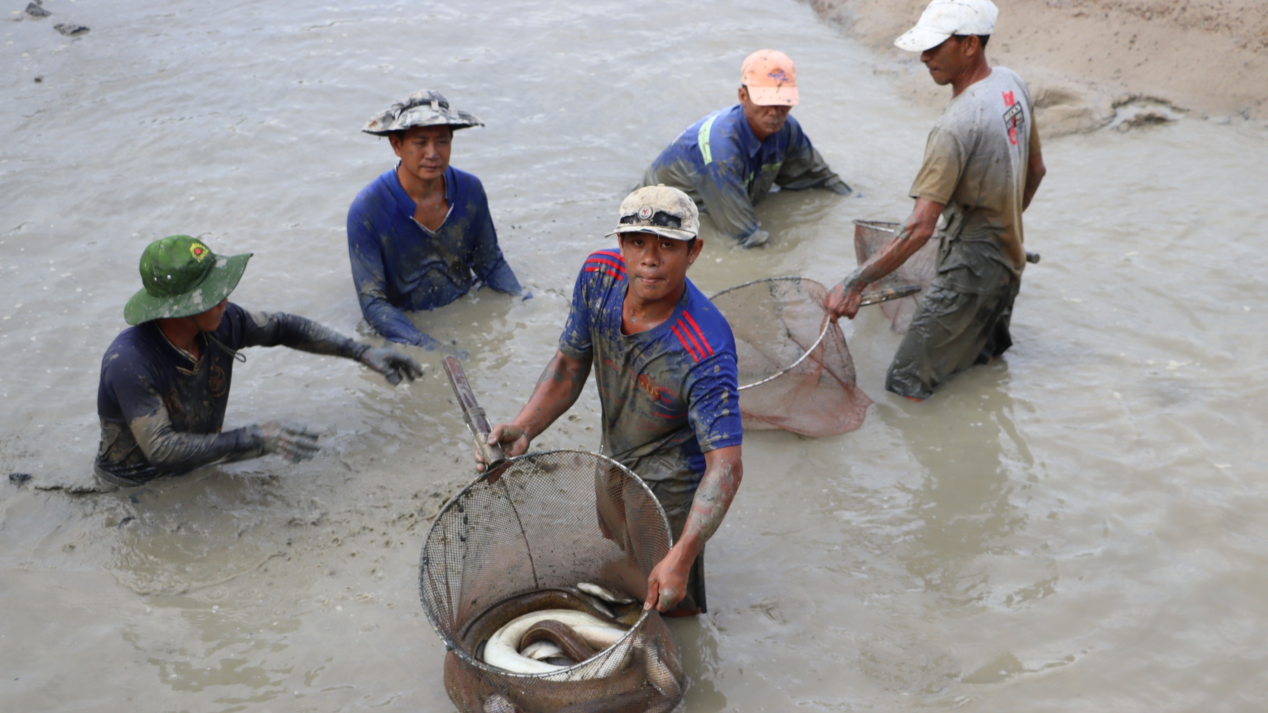 L&atilde;o n&ocirc;ng C&agrave; Mau nu&ocirc;i c&aacute; ch&igrave;nh thu l&atilde;i trăm triệu- Ảnh 4.