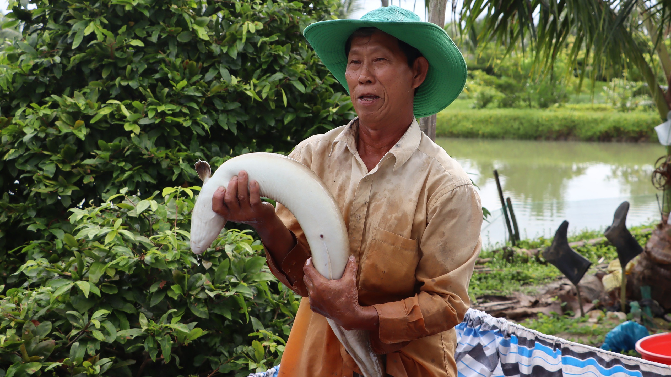 L&atilde;o n&ocirc;ng C&agrave; Mau nu&ocirc;i c&aacute; ch&igrave;nh thu l&atilde;i trăm triệu- Ảnh 1.