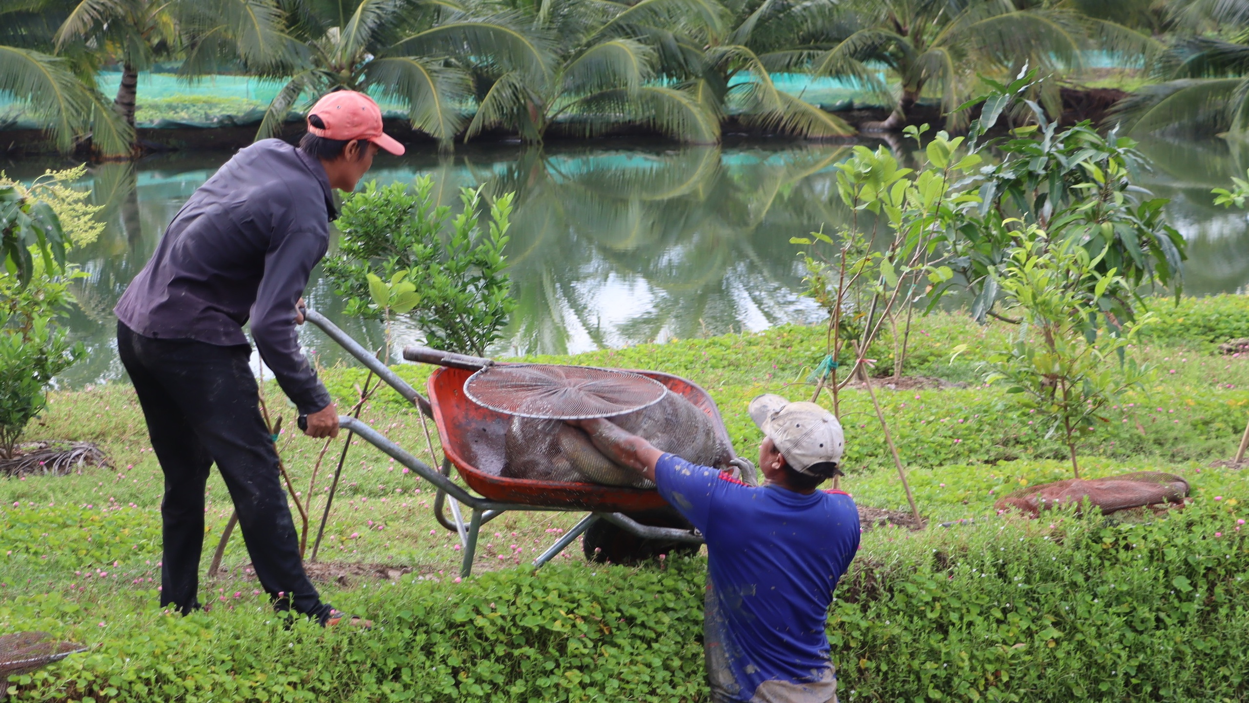 L&atilde;o n&ocirc;ng C&agrave; Mau nu&ocirc;i c&aacute; ch&igrave;nh thu l&atilde;i trăm triệu- Ảnh 8.