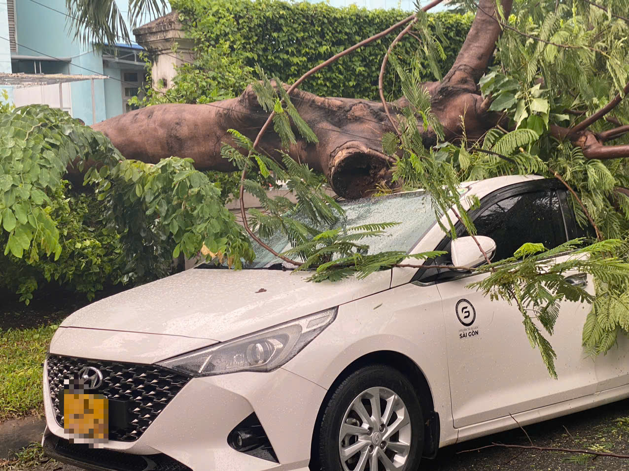 Cây phượng cổ thụ trong trường tiểu học bật gốc, đè hỏng ô tô- Ảnh 3. Cây phượng cổ thụ trong trường tiểu học bật gốc, đè hỏng ô tô- Ảnh 3.