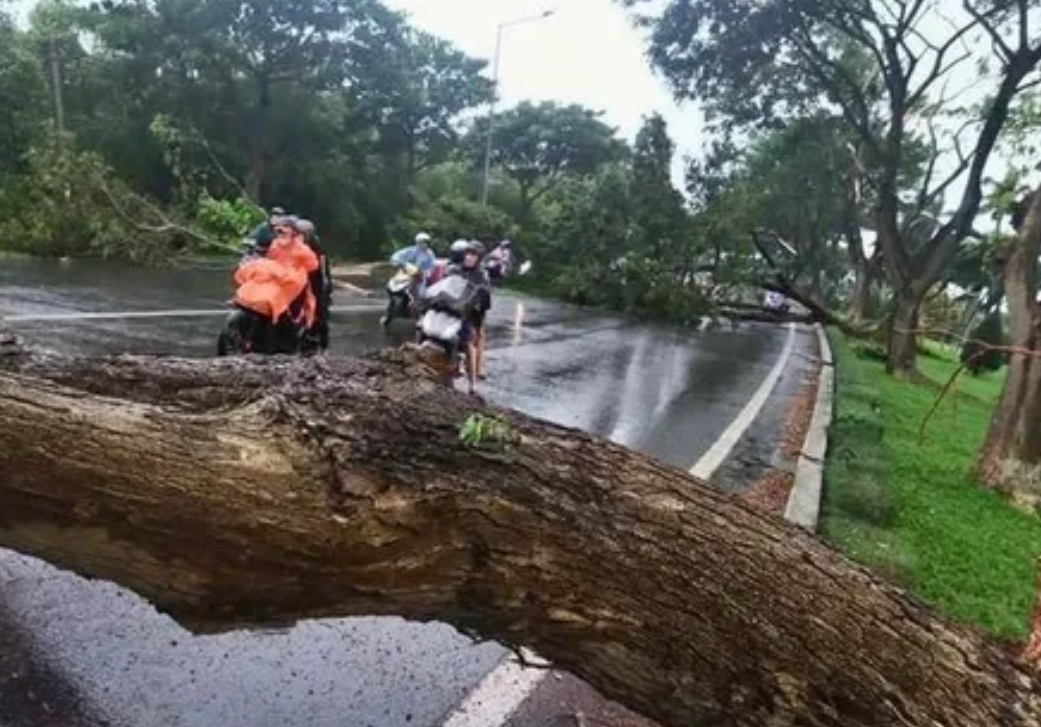 Mưa kèm gió lốc khiến nhiều cây xanh ngã chắn ngang QL51- Ảnh 1. Mưa kèm gió lốc khiến nhiều cây xanh ngã chắn ngang QL51- Ảnh 1.