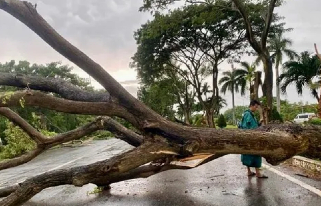 Mưa kèm gió lốc khiến nhiều cây xanh ngã chắn ngang QL51- Ảnh 2. Mưa kèm gió lốc khiến nhiều cây xanh ngã chắn ngang QL51- Ảnh 2.