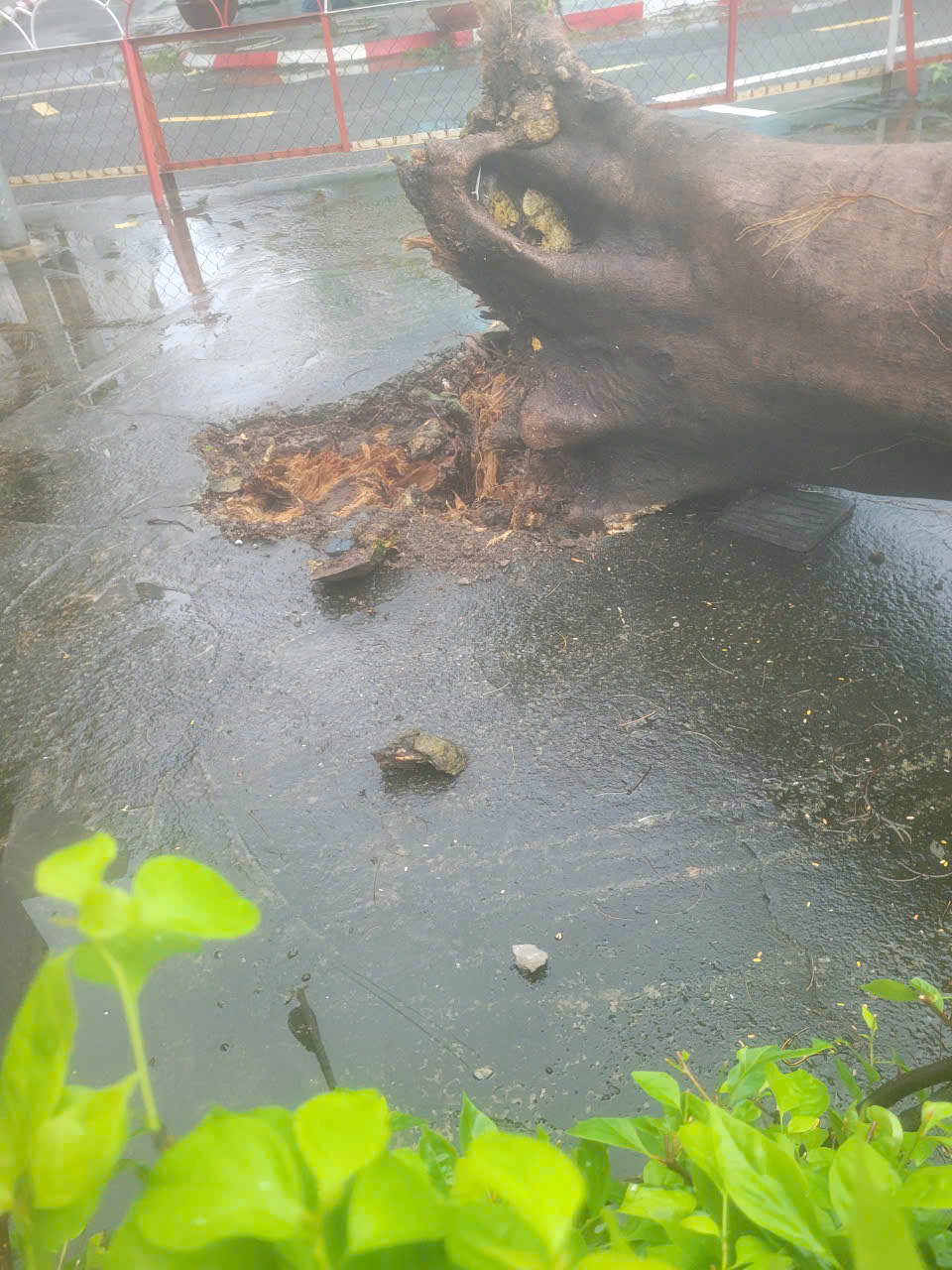 Cây phượng cổ thụ trong trường tiểu học bật gốc, đè hỏng ô tô- Ảnh 2. Cây phượng cổ thụ trong trường tiểu học bật gốc, đè hỏng ô tô- Ảnh 2.