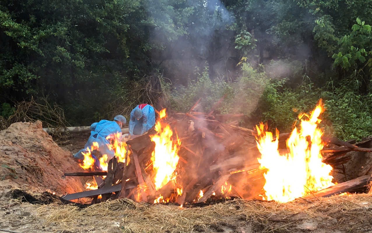 Ti&ecirc;u hủy hổ, b&aacute;o chết ở Vườn Xo&agrave;i bằng đốt v&agrave; ch&ocirc;n lấp